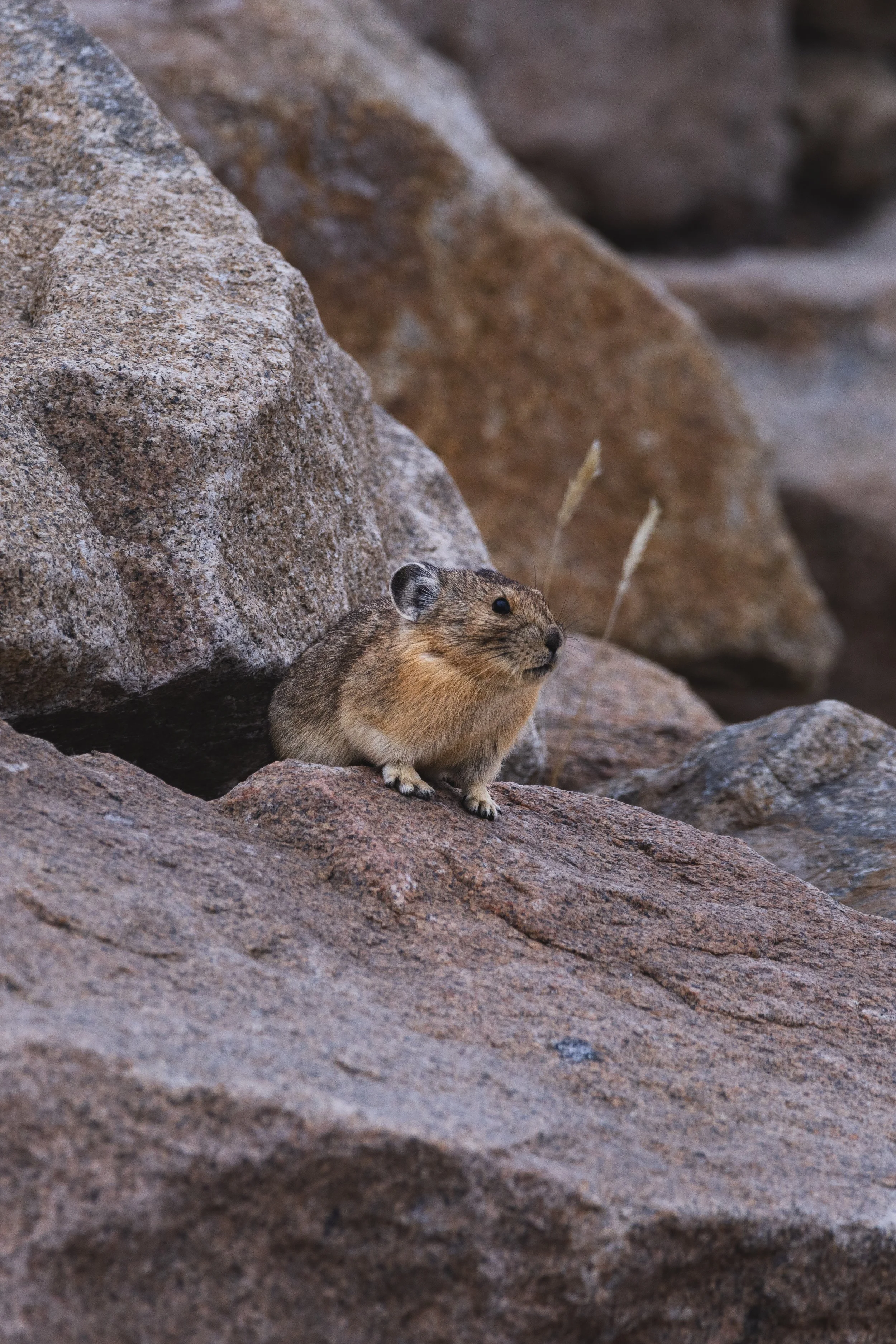 _R4A4479.jpg