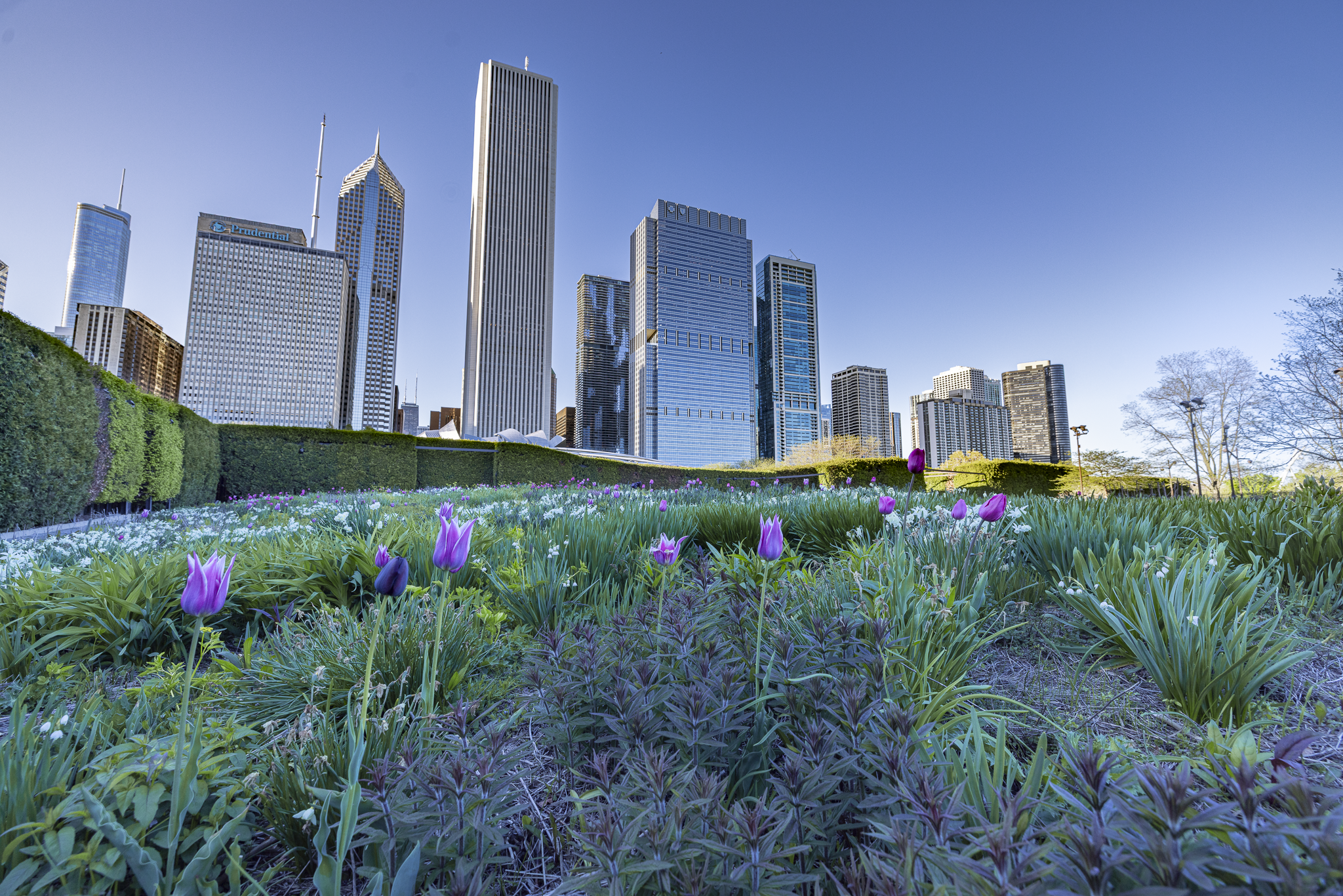 City skyline with tall skyscrapers viewed from a park with blooming purple tulips and green plants.