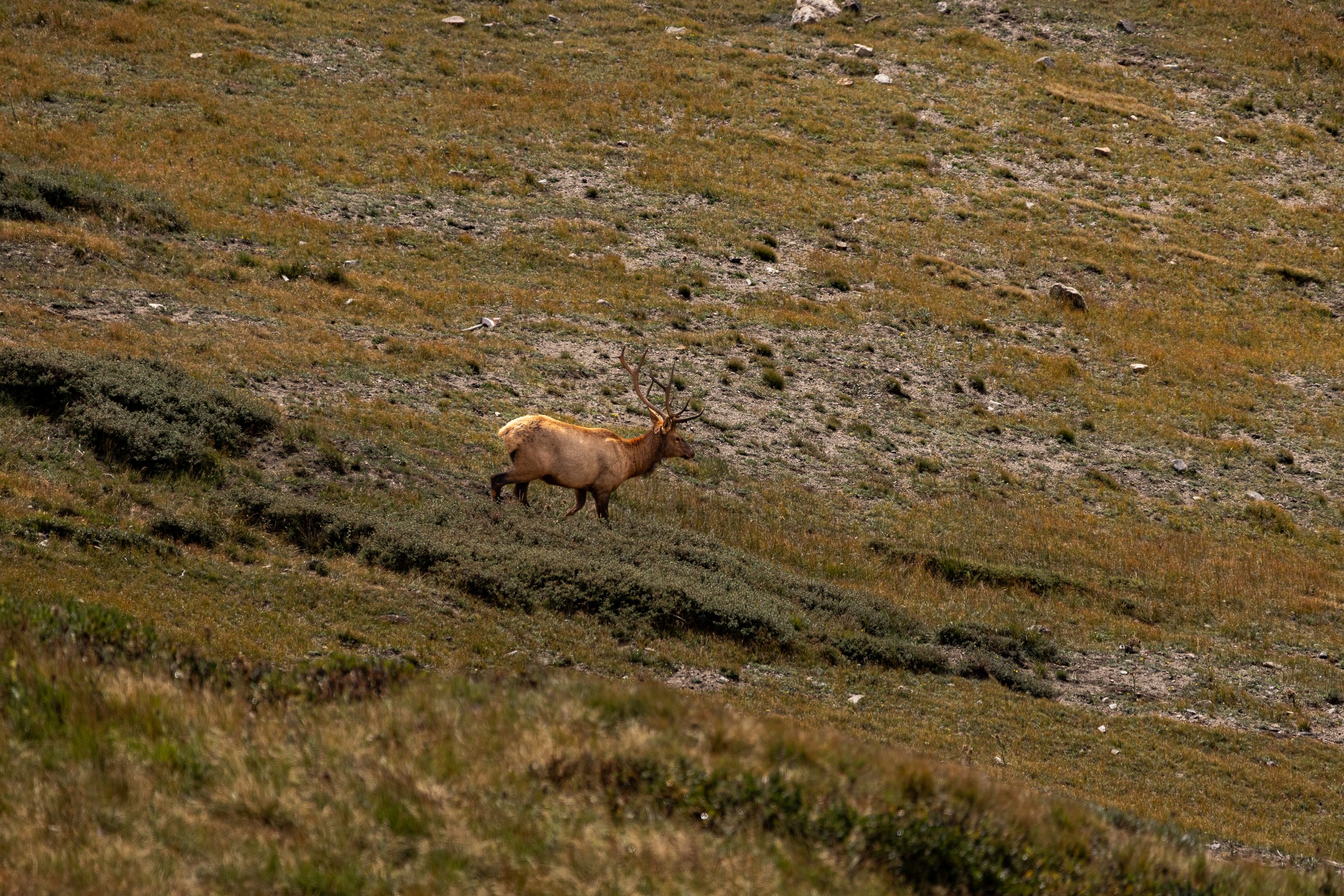 HR4A4299.jpg