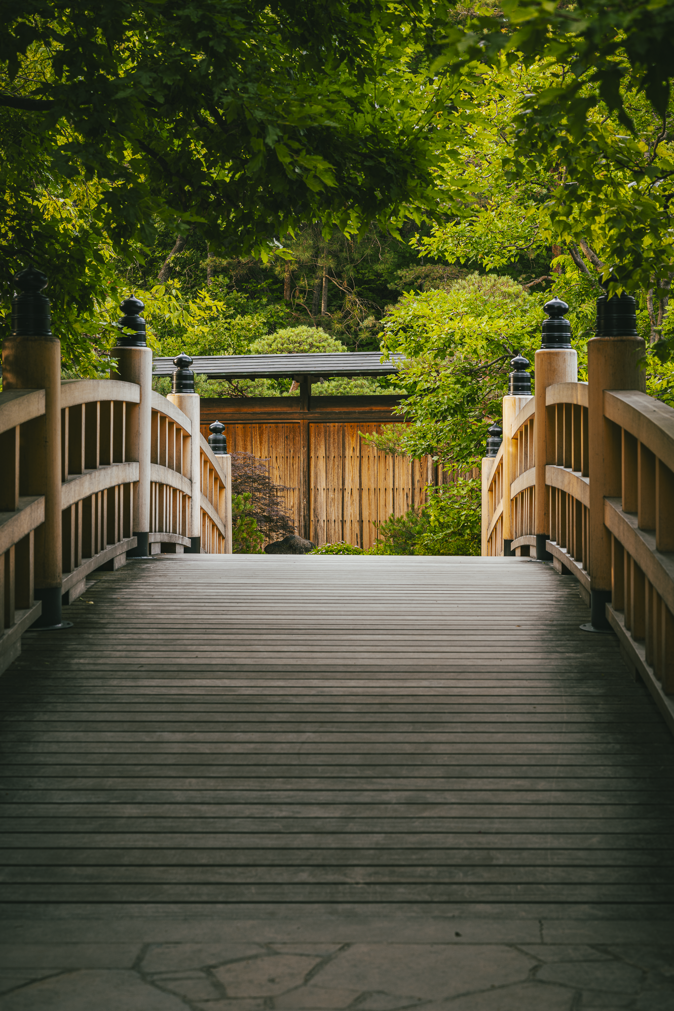Wooden footbridge surrounded by lush green trees, leading to a wooden fence in a natural setting.
