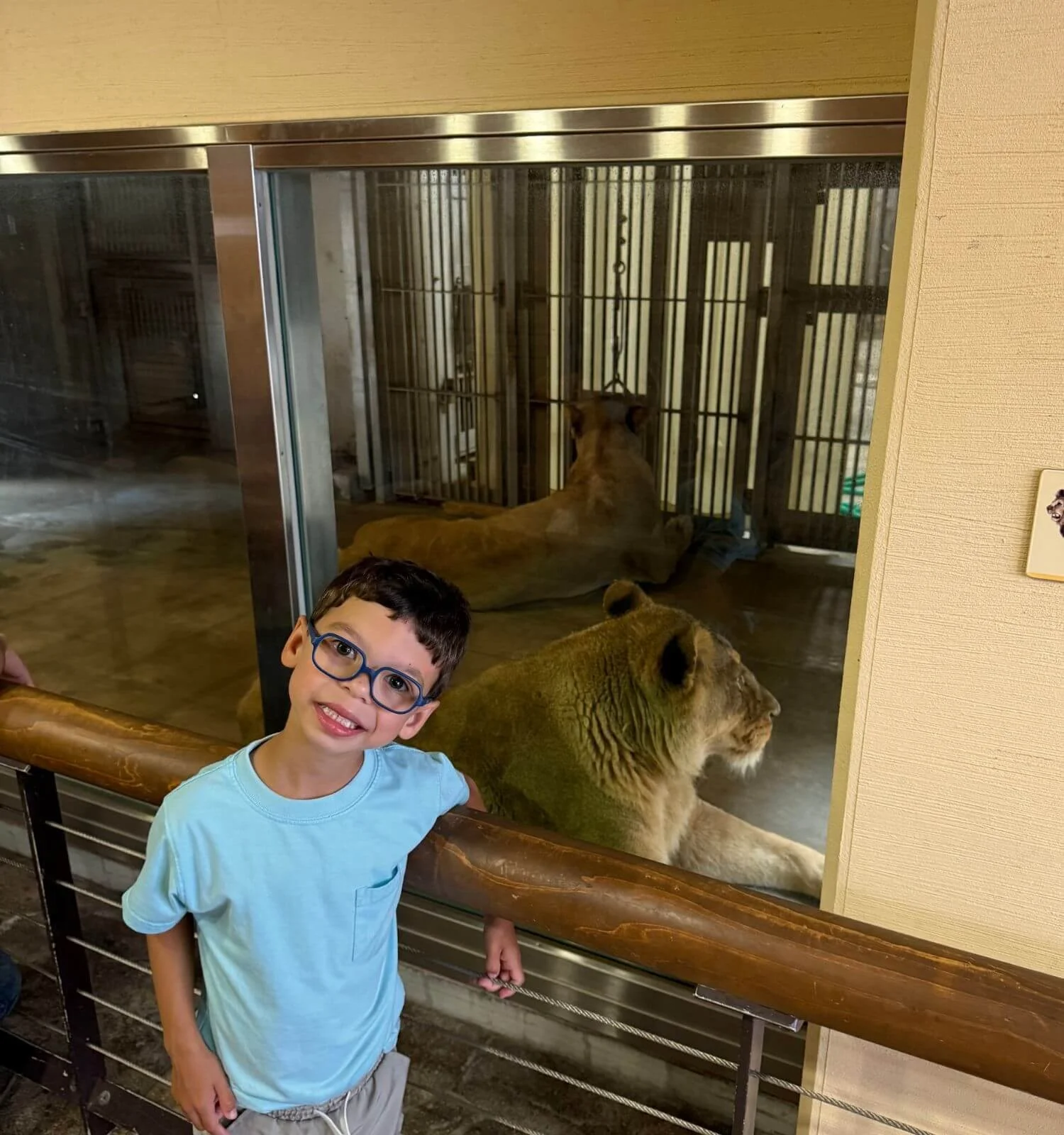 A young boy standing in front of a lion enclosure at Tennoji Zoo in Osaka, Japan.