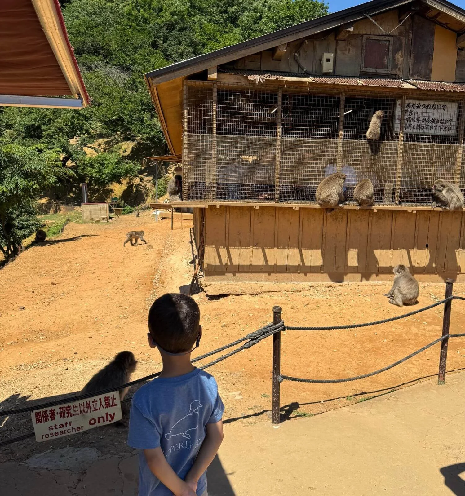 Jackson watching the monkeys roam and climb near the shelter at Arashiyama Monkey Park