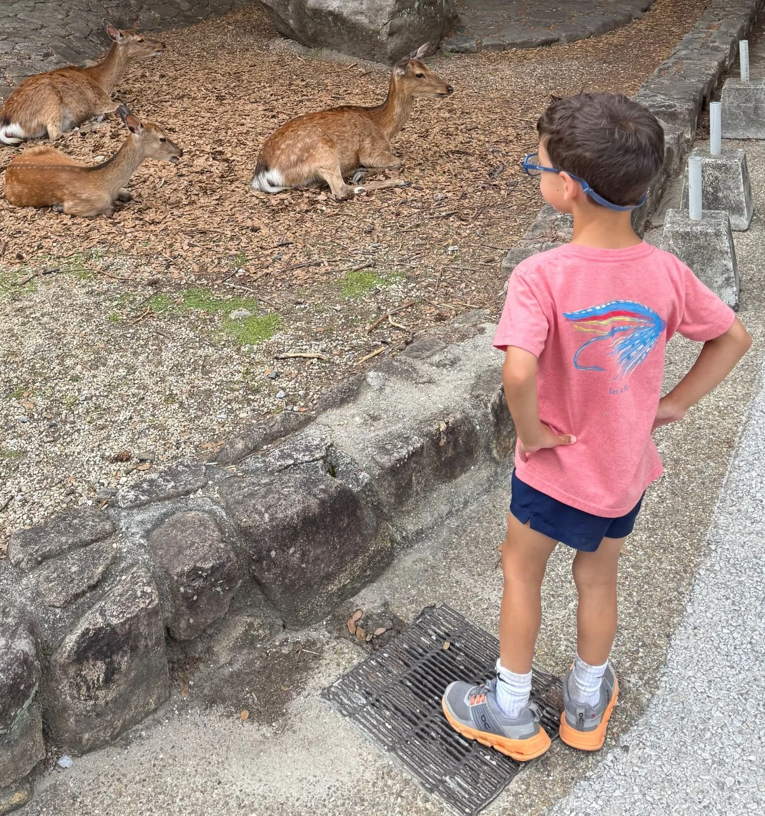 Jackson sizing up three deer resting on Miyajima