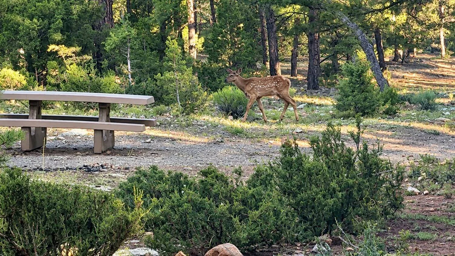 Mather Campground Review: What to Know Before Camping at the Grand Canyon With Kids