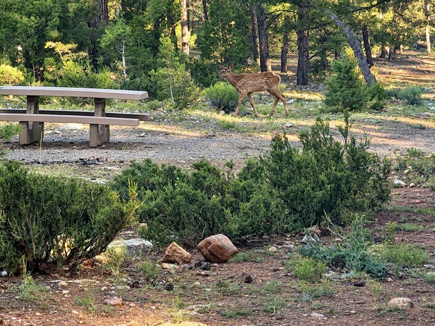 Elk walking through Mather Campground at the Grand Canyon