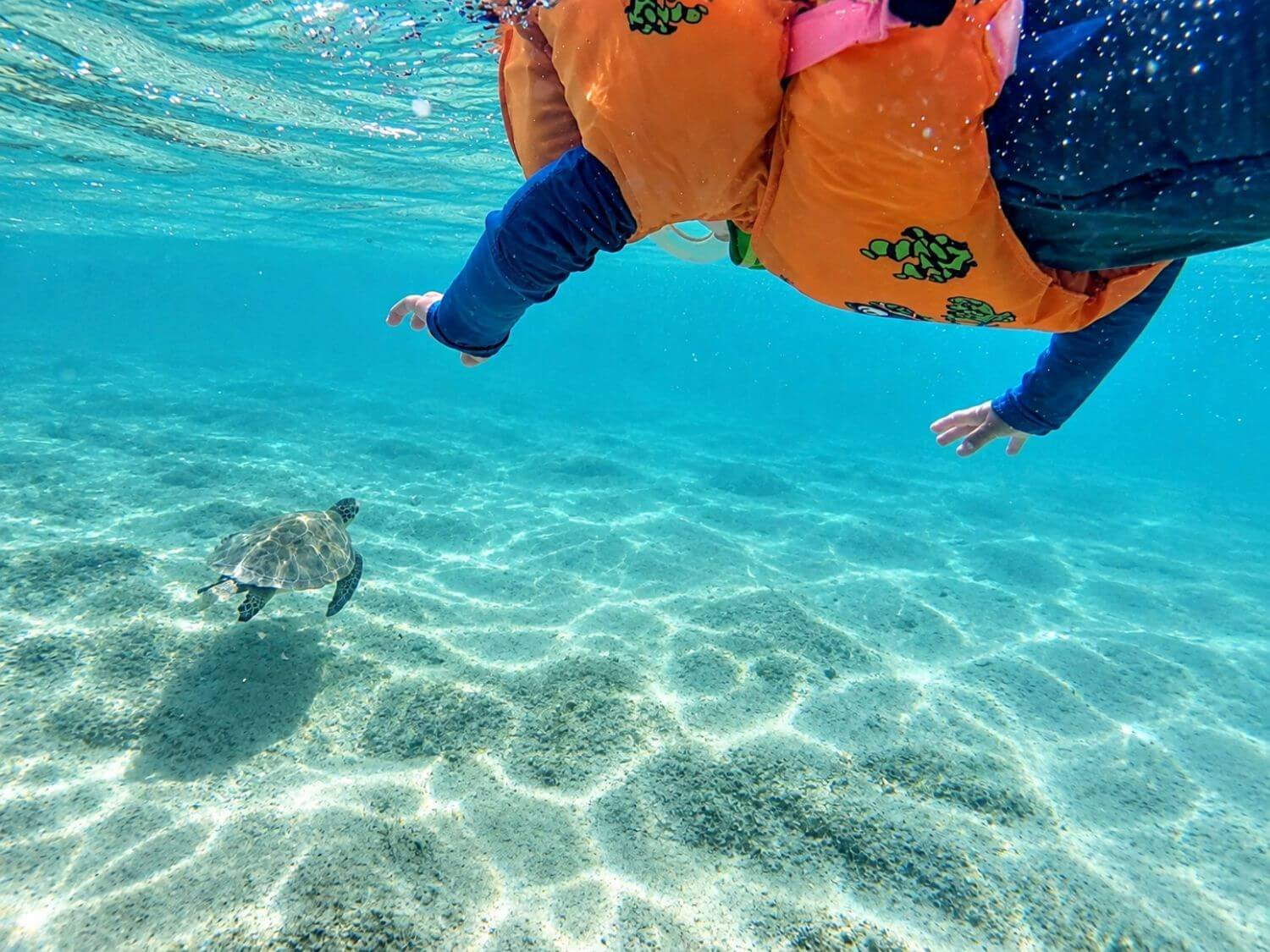 Boy snorkeling with turtle near Salt Pier in Bonaire.
