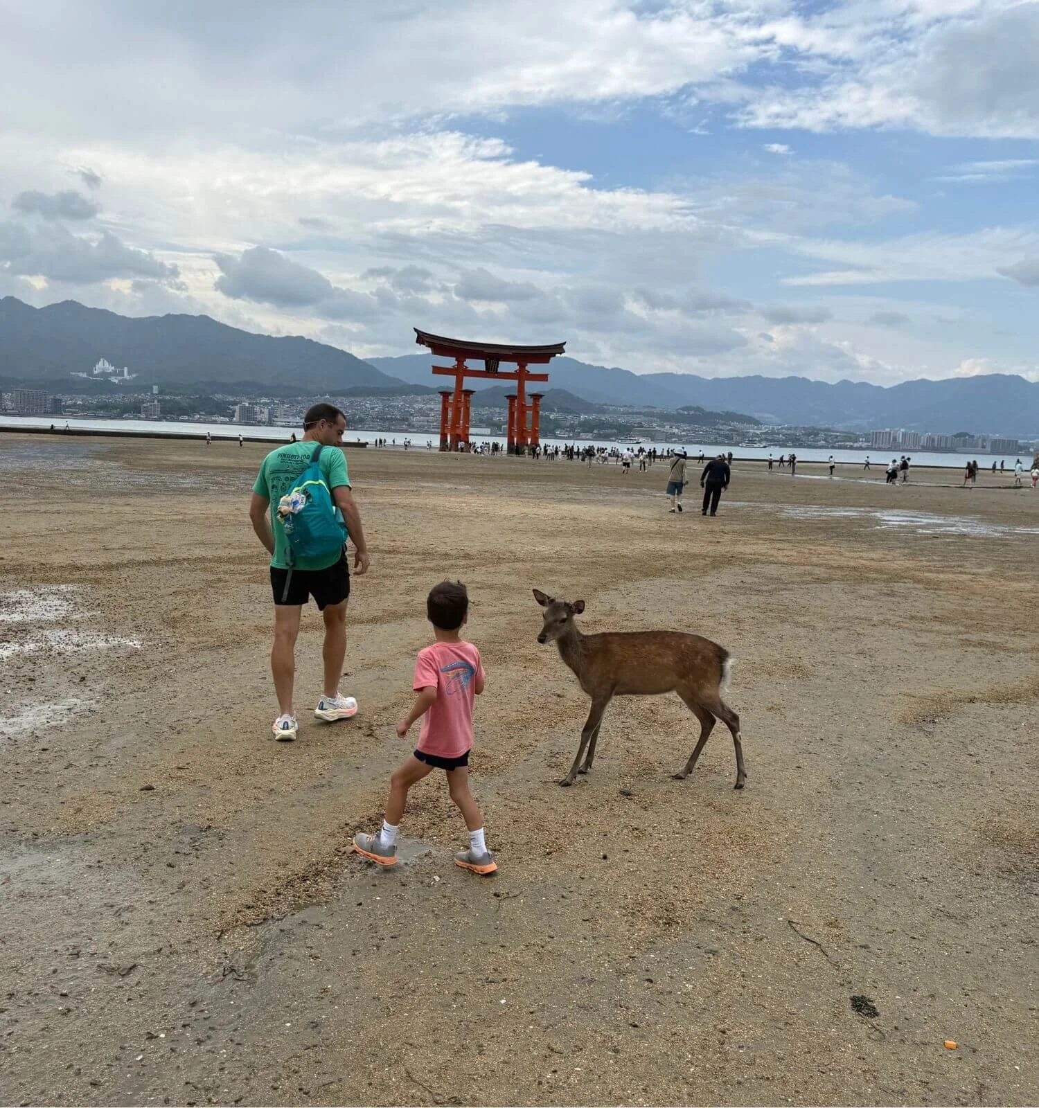 Father and son walking out to the torii gate at low tide in Miyajima, Japan, with a deer chasing after the young boy.