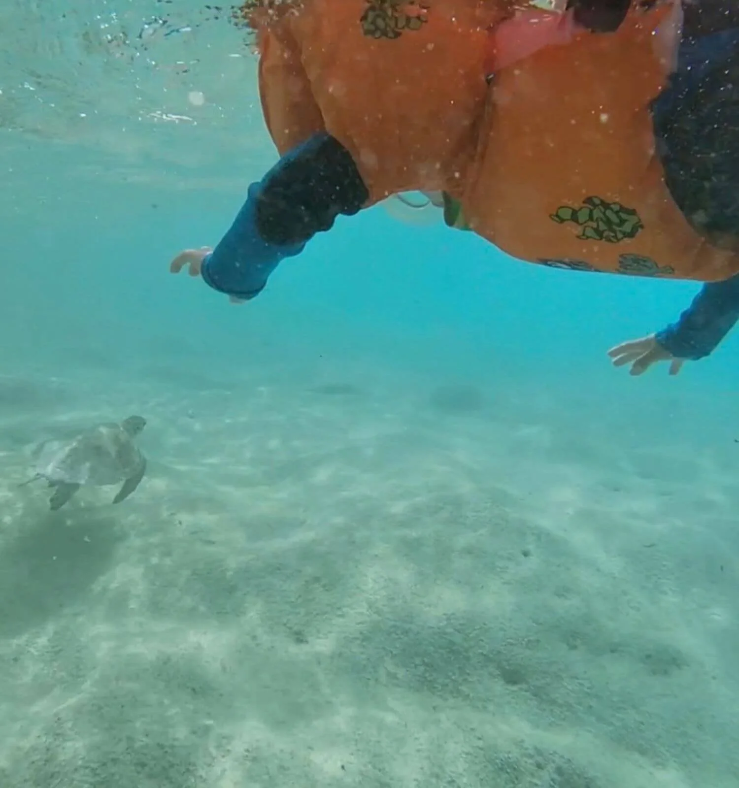 Boy snorkeling with turtle near Salt Pier in Bonaire.