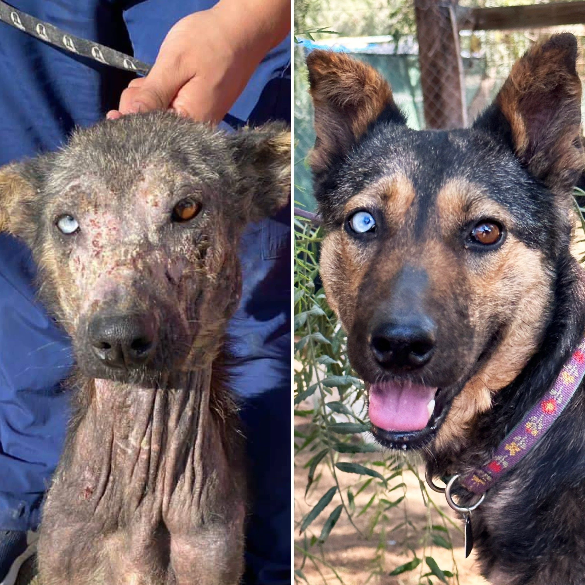 Close-up of a dog with heterochromatic eyes, one amber and one blue, before and after grooming. The before image shows the dog with a rough, patchy coat and skin irritation. The after image shows the dog with a smooth, shiny coat, a healthy appearance, and wearing a purple harness with floral patterns, outdoors.