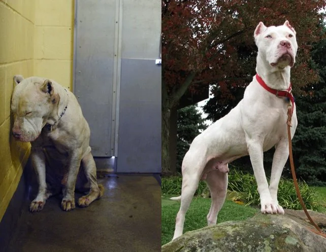 A before and after comparison of a white dog with muscular build and large head. The before photo shows the dog sitting on the floor inside a room with yellow walls, looking sad and unkempt. The after photo shows the same dog standing outdoors on a rock with a red collar, looking alert and confident, with trees in the background.