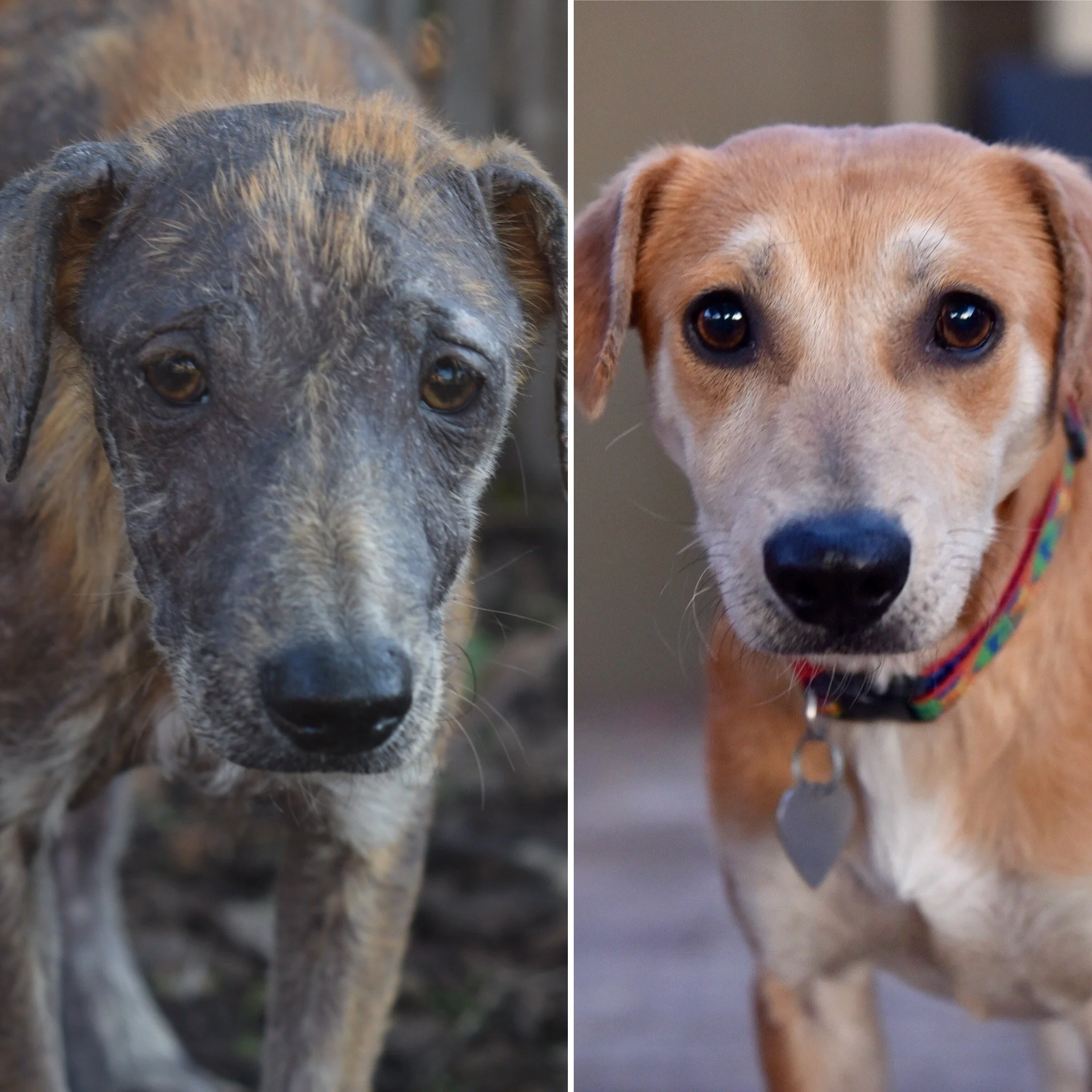 Close-up of two dogs, one on the left with dark and tan fur and one on the right with light tan fur, both looking at the camera.