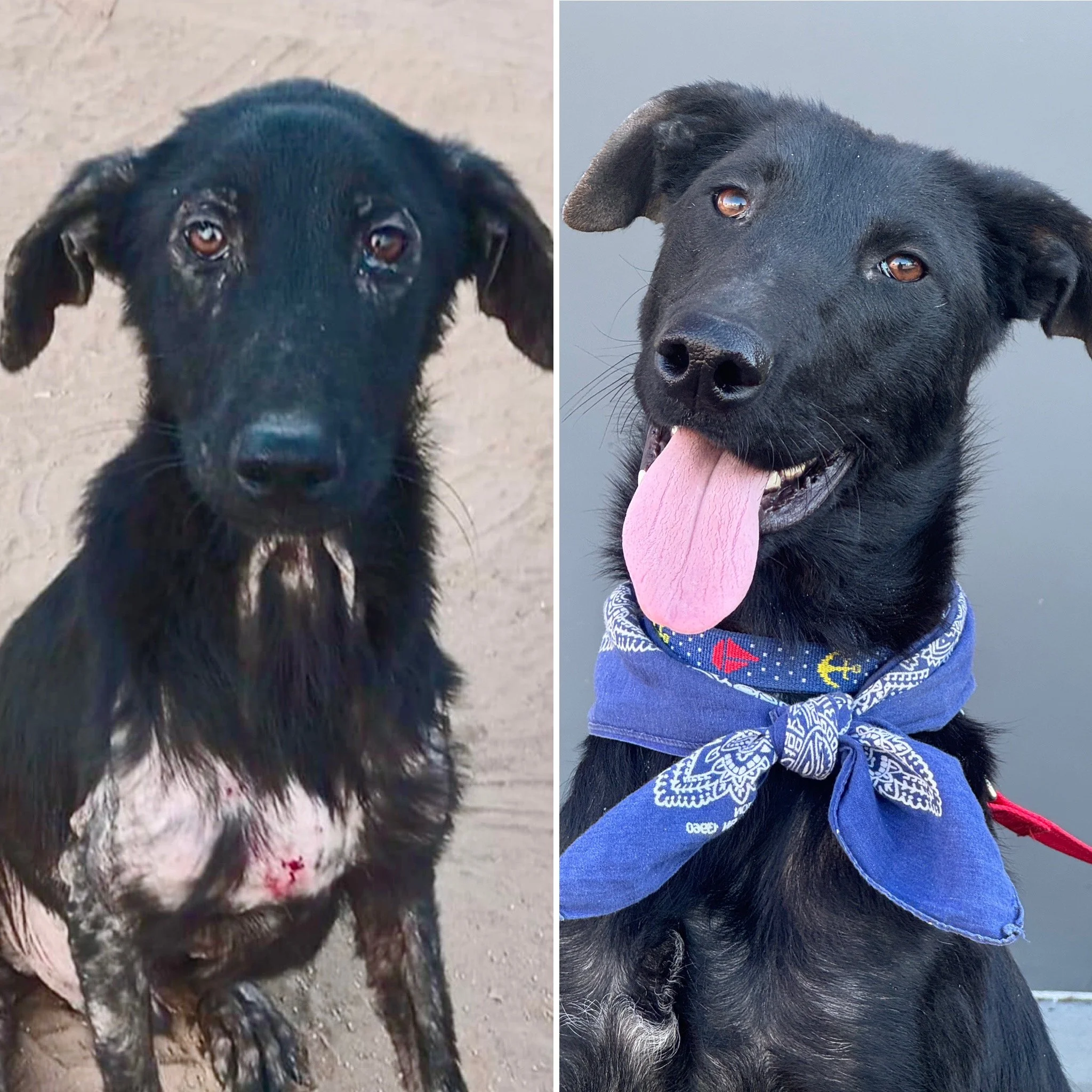 Mutt_Scouts_Foster_Gallery16.jpg