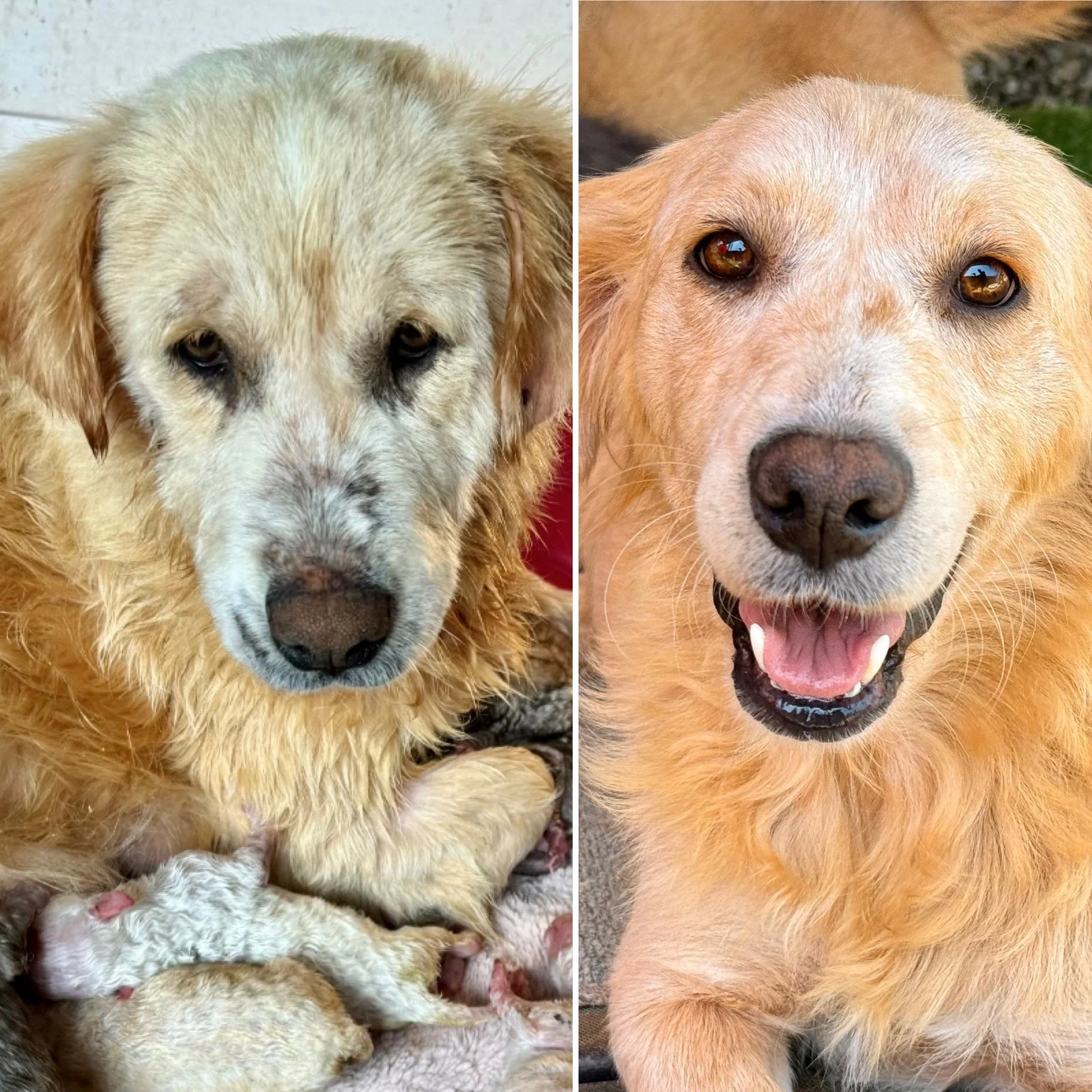 Comparison of two dogs, with the left being a cream-colored dog with a black nose and the right a tan-colored dog with shiny eyes and a happy expression.