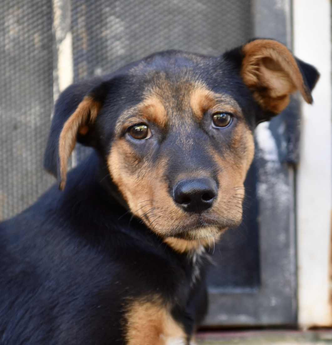 Adoption Event