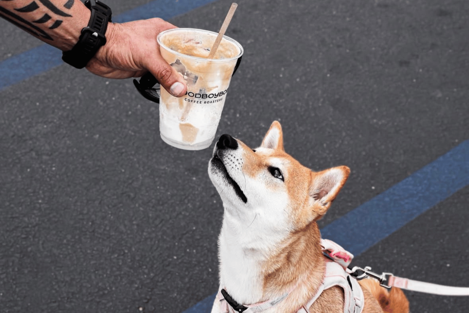 Mutts &amp; Mochas