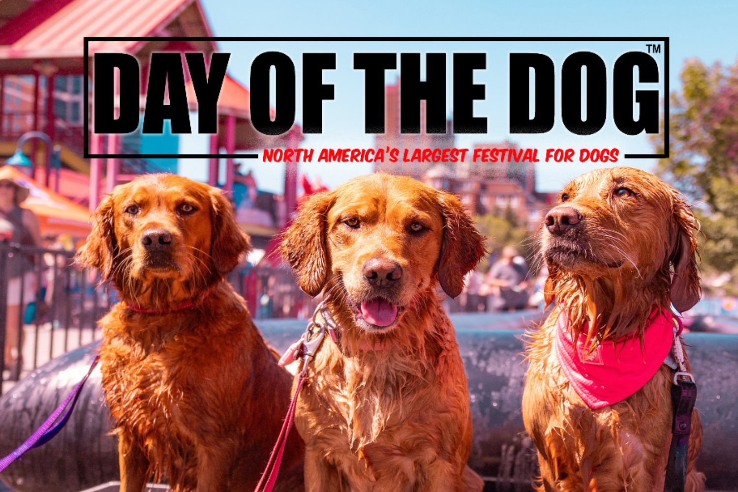 Day of the Dog