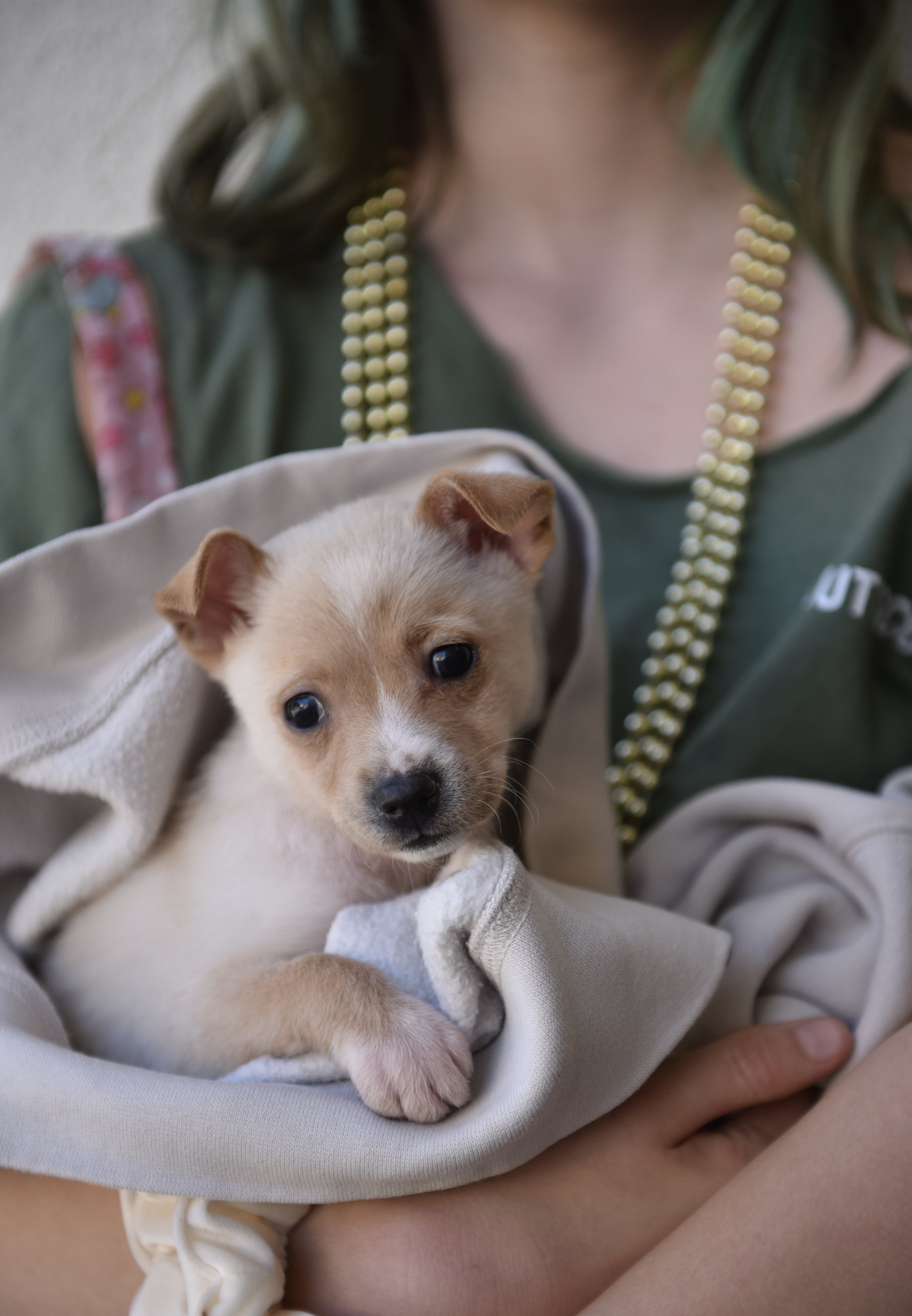 A person holding a small tan and white puppy wrapped in a white blanket, with the puppy looking at the camera.
