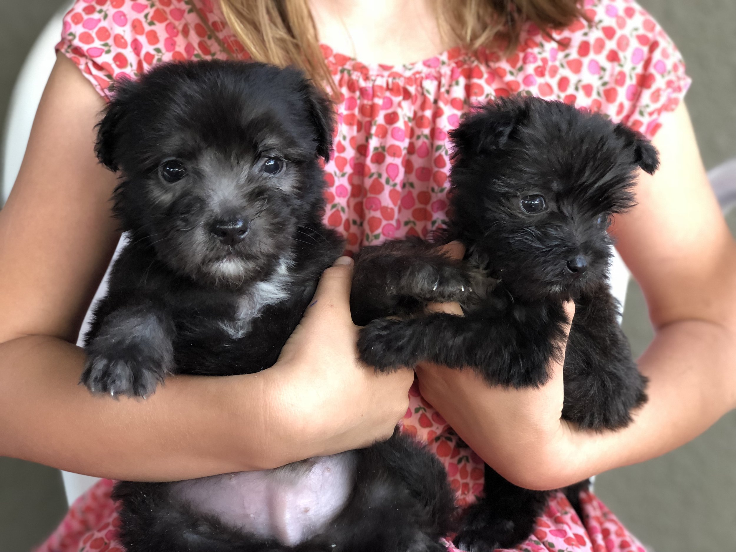 Mutt_Scouts_Donate_Gallery4.jpg
