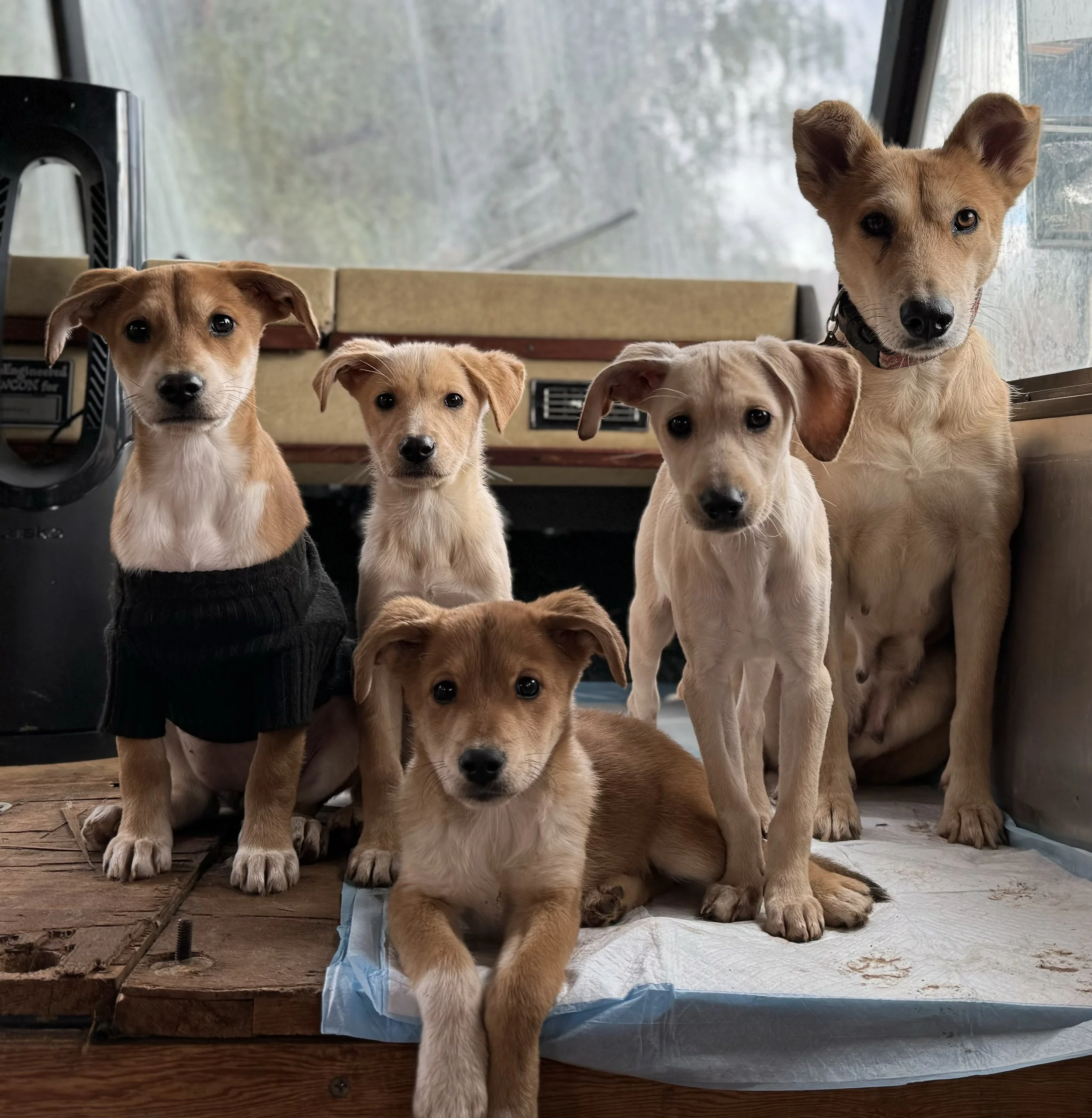 Five puppies with tan fur and floppy ears, sitting and standing on a wooden floor, with a large window and a heater in the background.