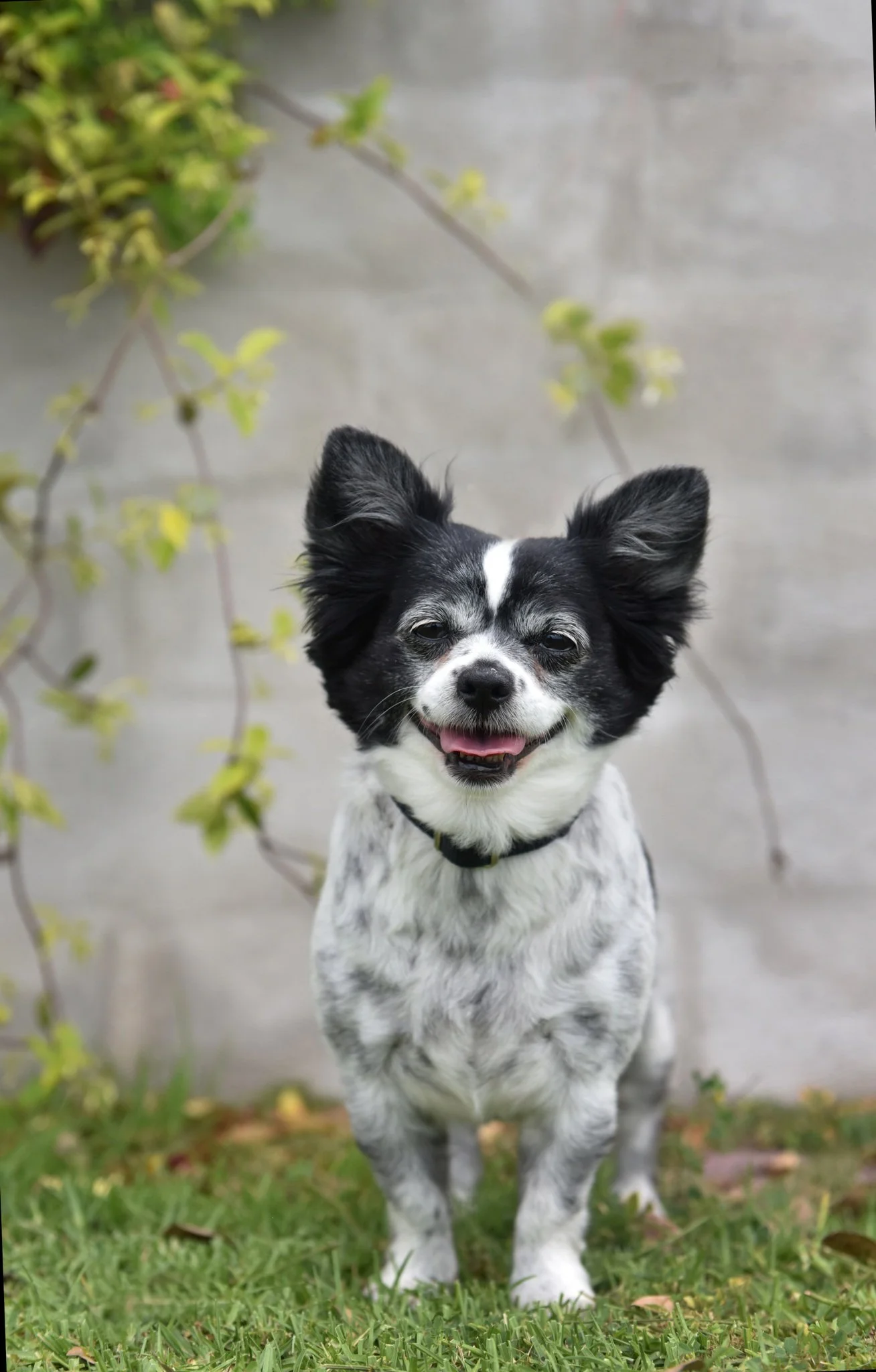 A happy black and white dog with one eye half-closed, standing on green grass in front of a gray wall and some yellowish-green leaves and branches.