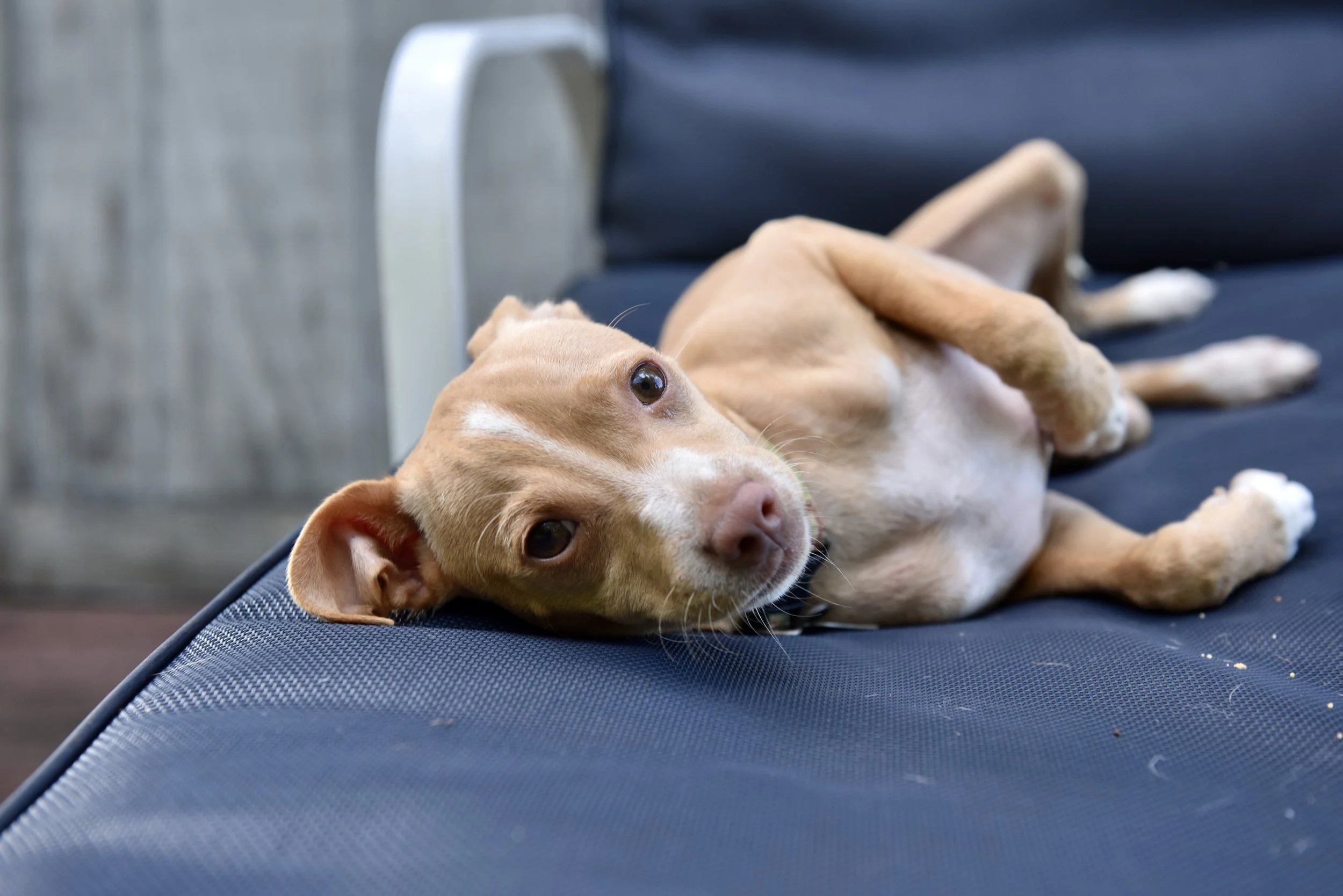 A tan and white dog lying on a dark exercise mat in a room with a wooden wall, looking up at the camera.