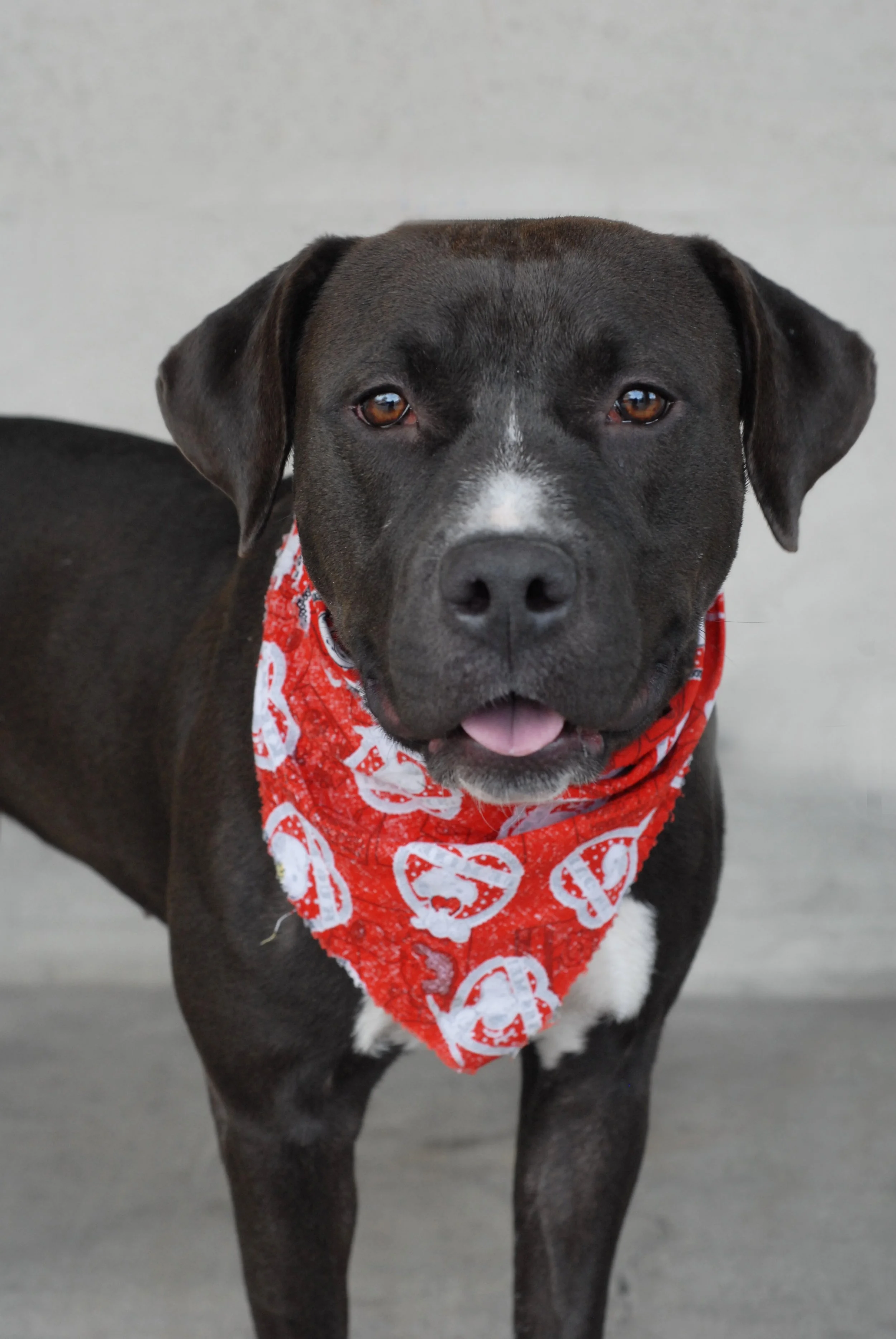 Black dog with white markings on its face and chest, wearing a red bandana with white patterns, staring at the camera.