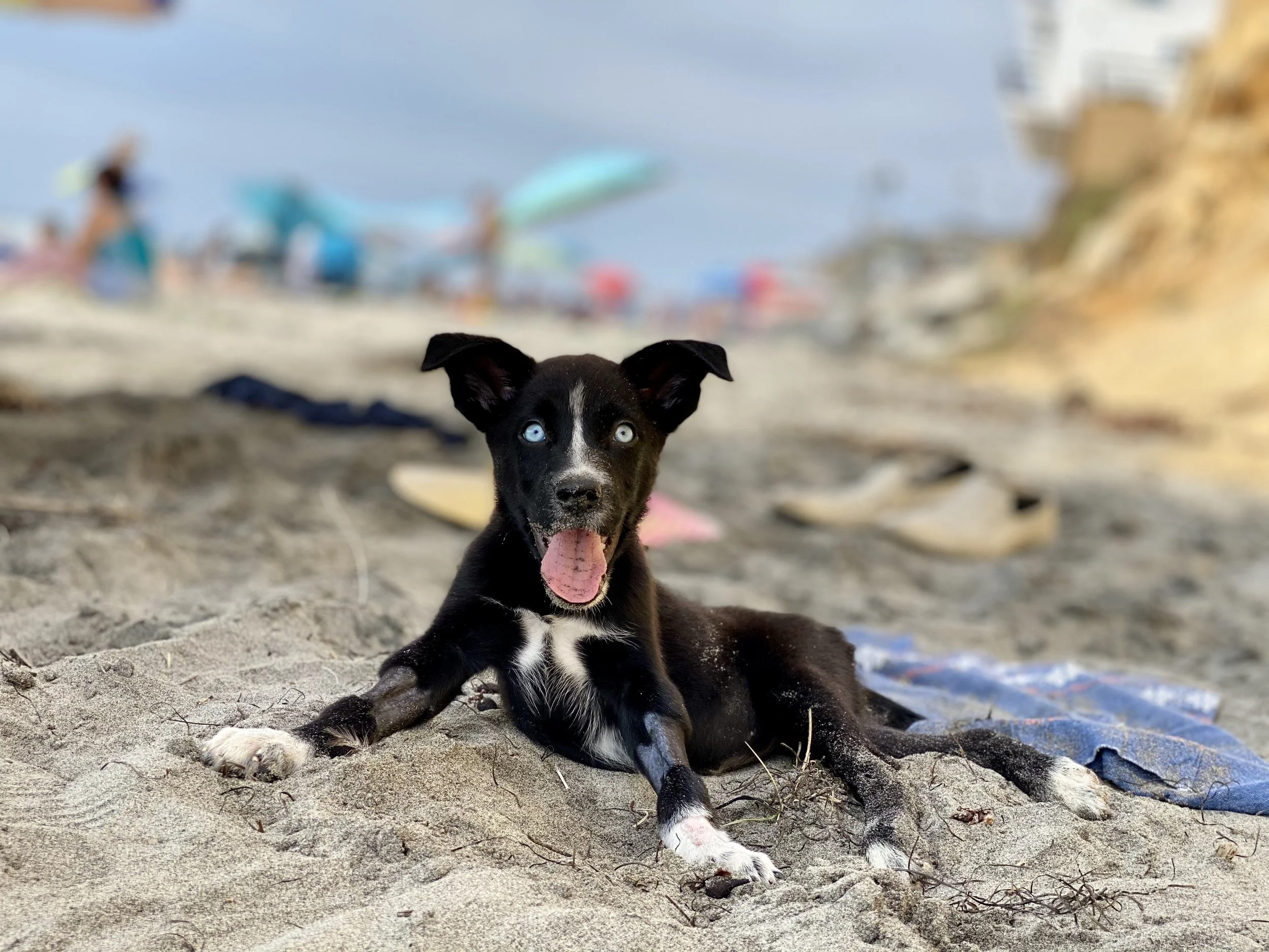 A black and white puppy with blue eyes is lying on the sand at the beach, tongue out, with colorful umbrellas and blurred people in the background.