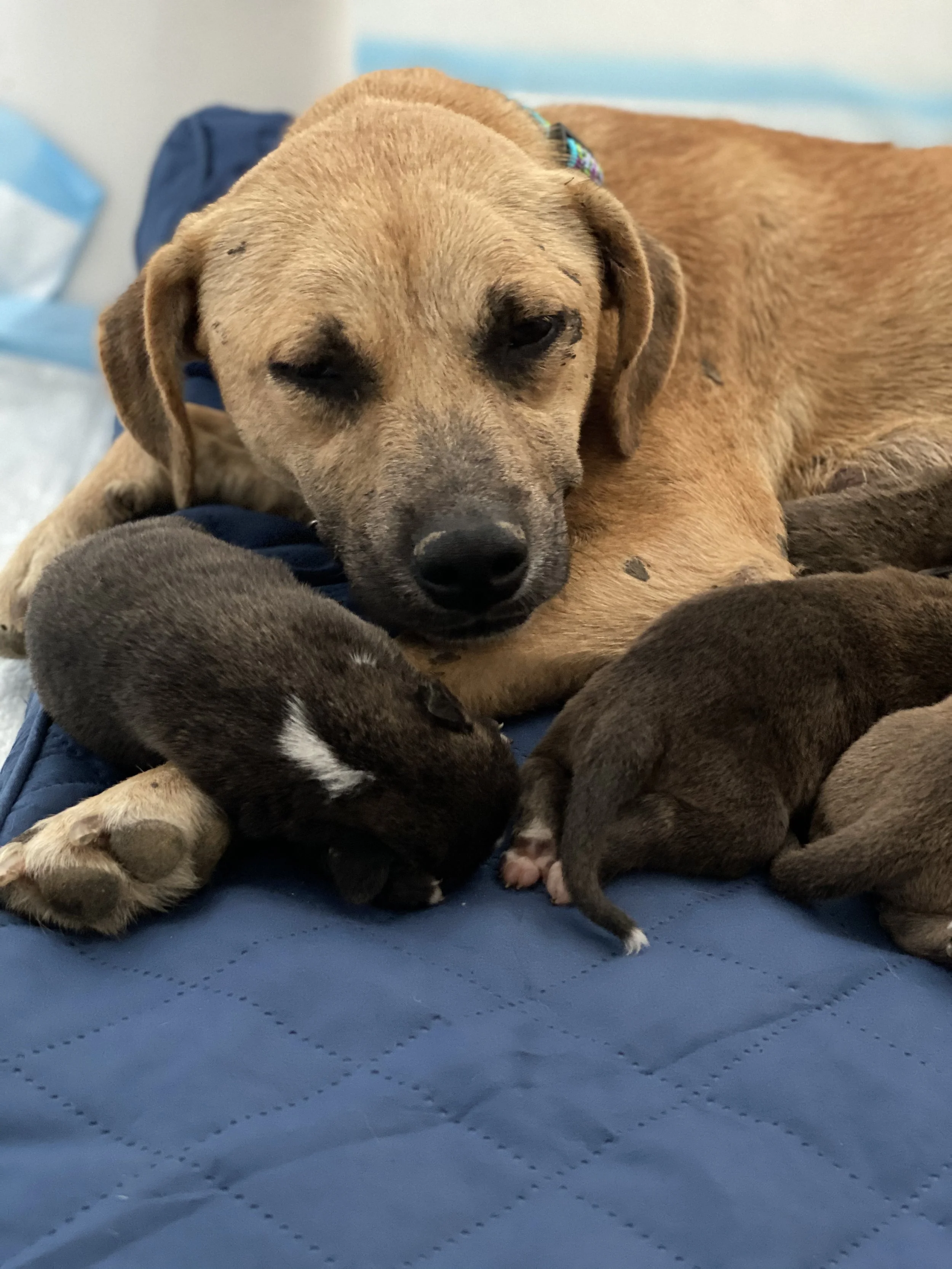 A tan puppy lying down surrounded by several small black, brown, and gray puppies on a blue quilted blanket.