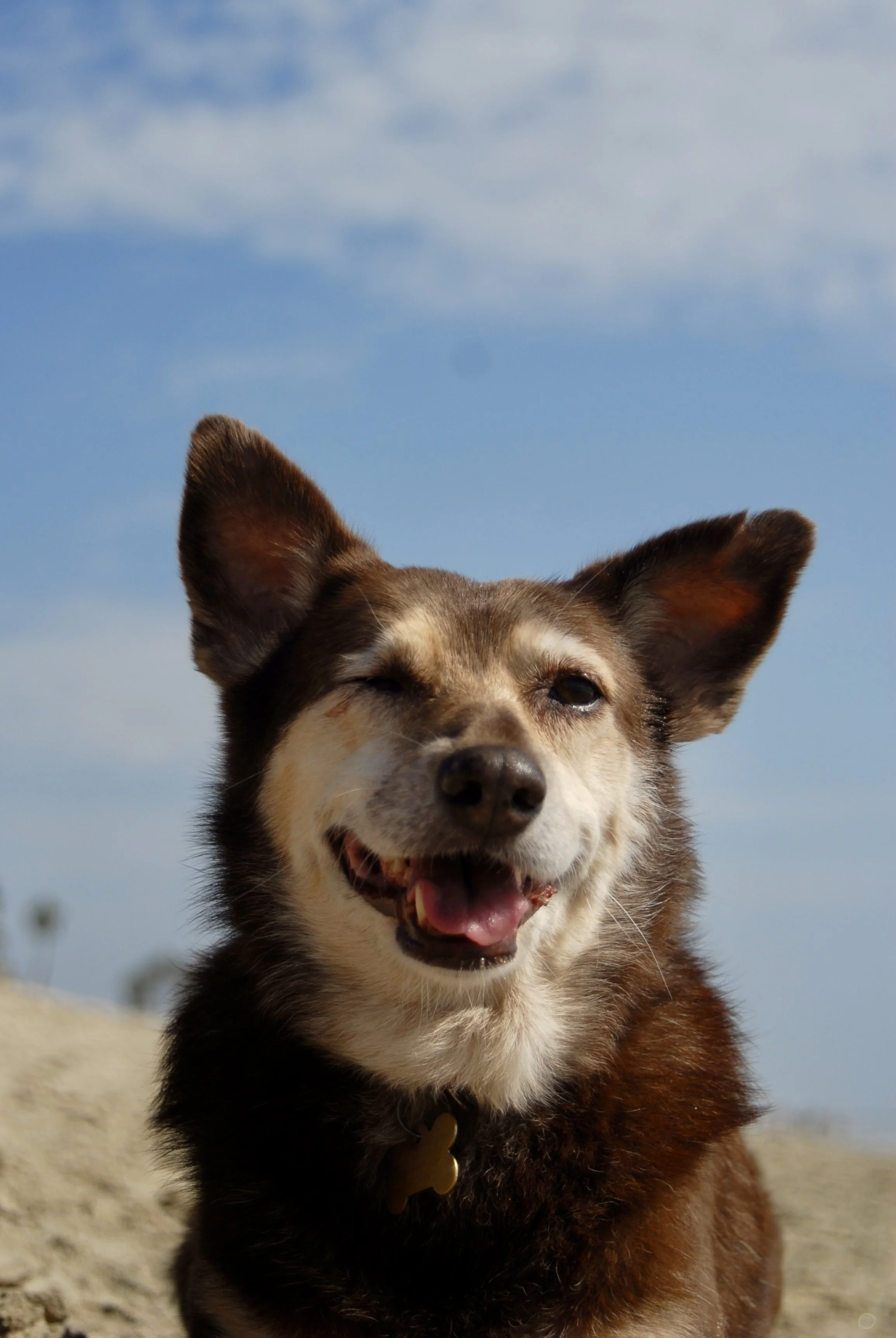 A happy dog with one eye slightly closed, standing on sandy ground with a blue sky and some clouds in the background.