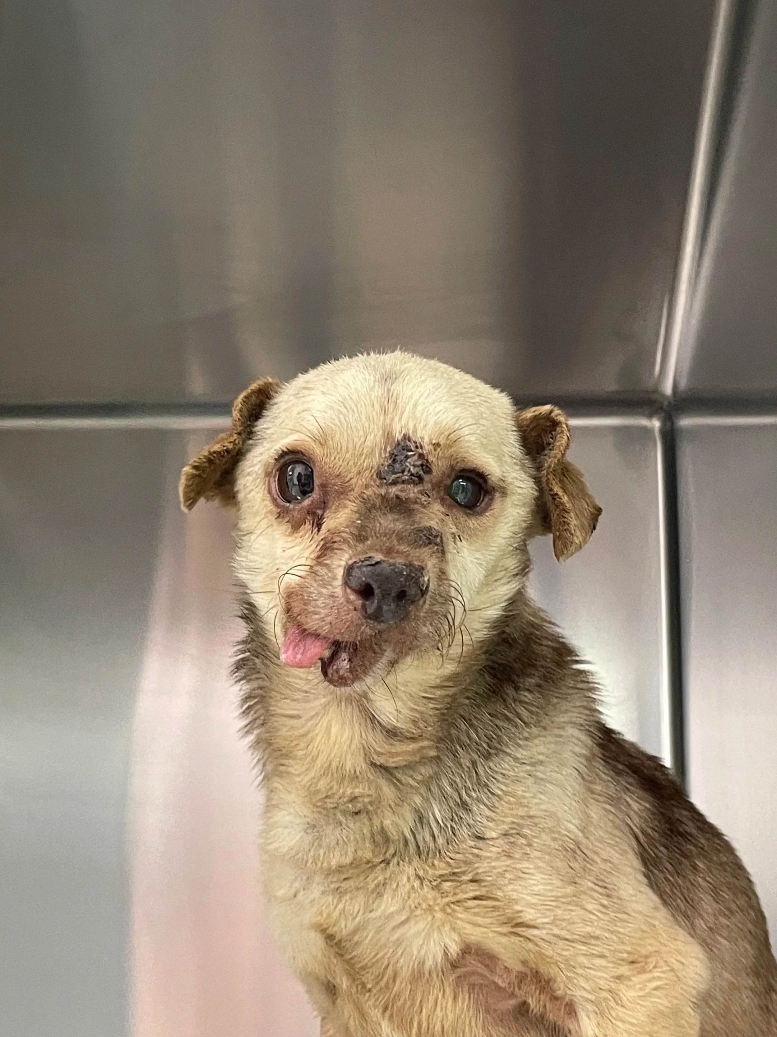 Close-up of a wet, small dog with light-colored fur and dark spots on its face, inside a metal veterinary or kennel enclosure.