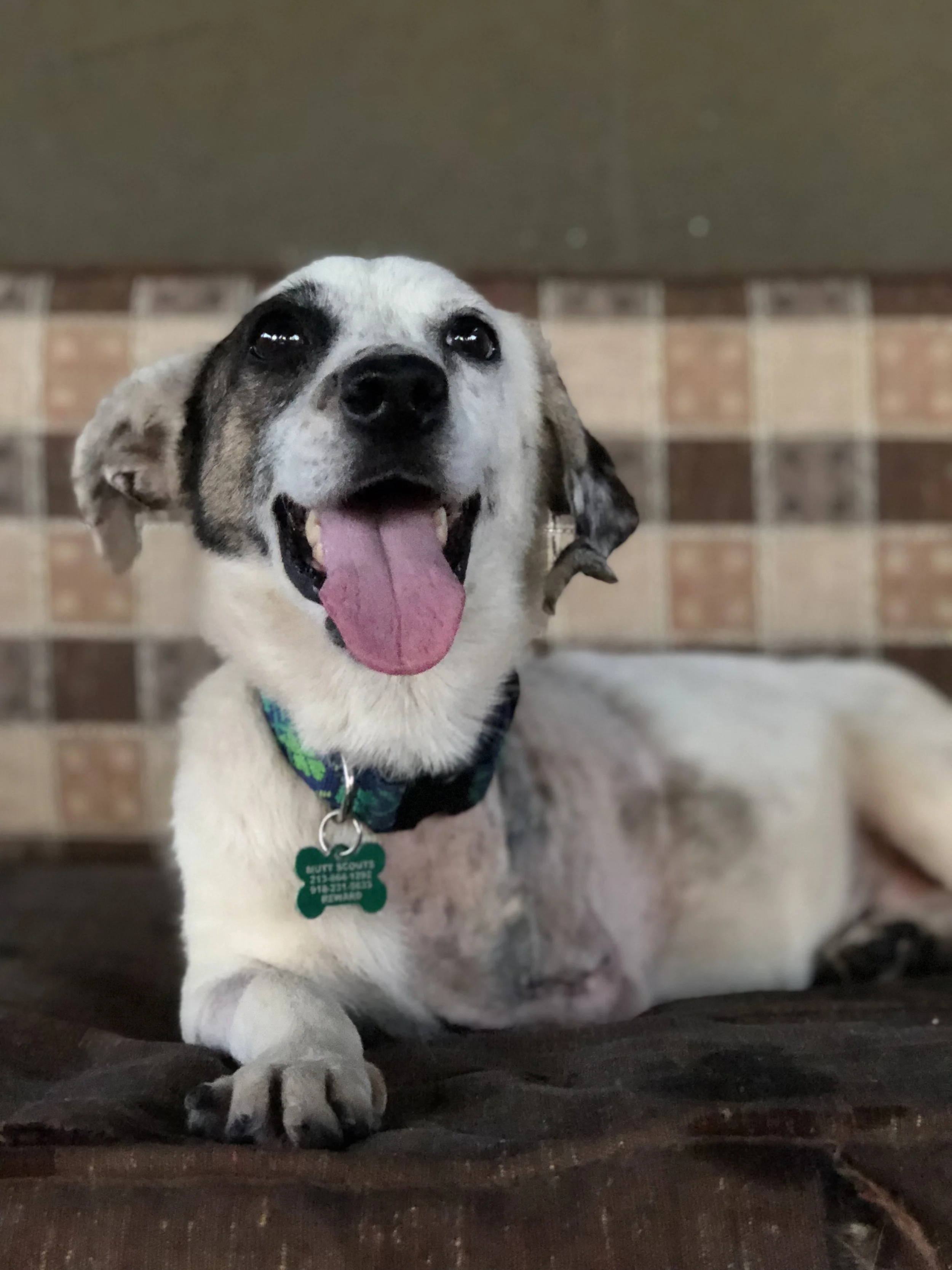 A happy puppy with a tongue out, lying down in a dark space with a brick wall background. The dog has a mostly white coat with black markings on its face and a colorful collar with a green tag.