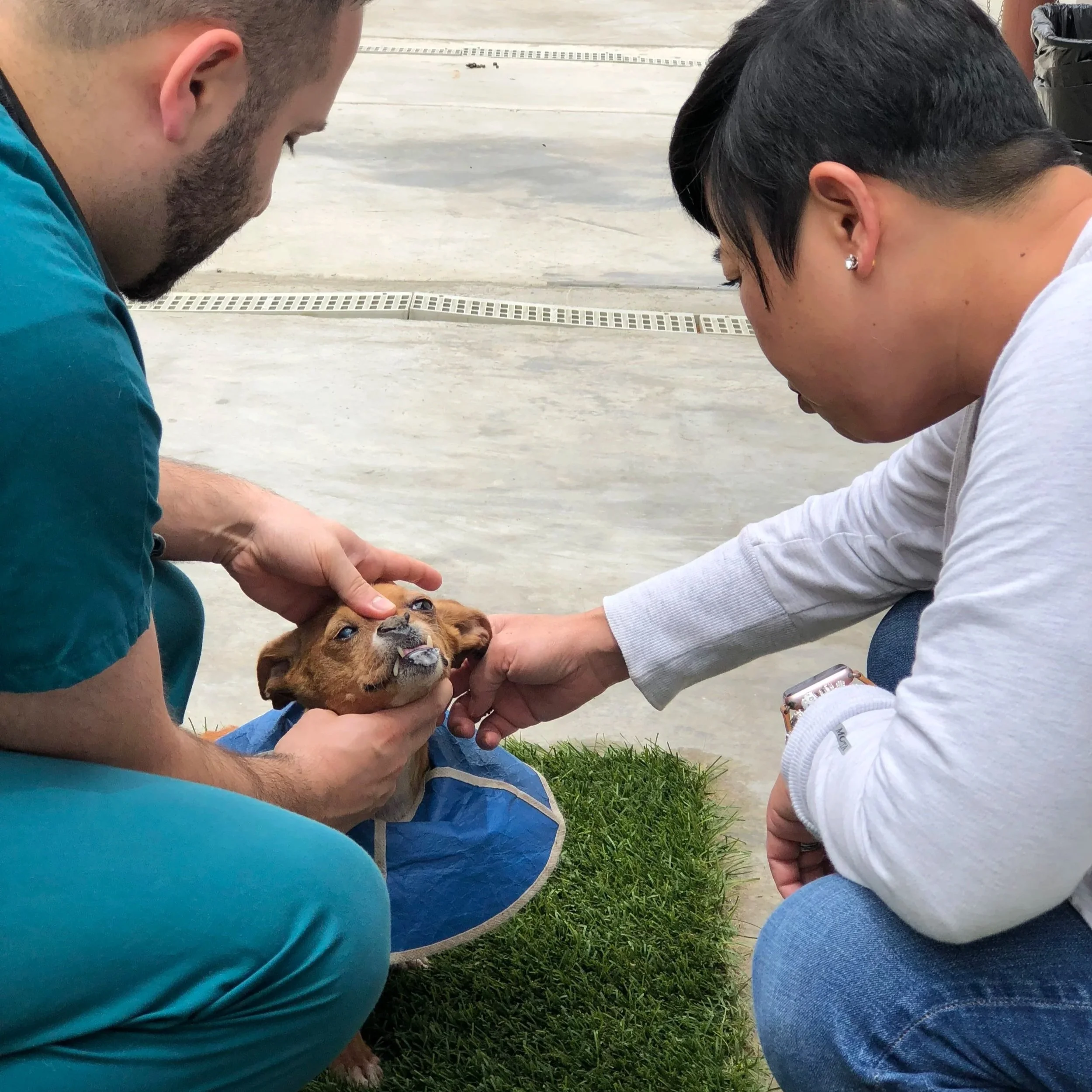 Two people are kneeling on grass, giving a small dog a bath or cleaning it, with a focus on the dog's face and the hands of the individuals.