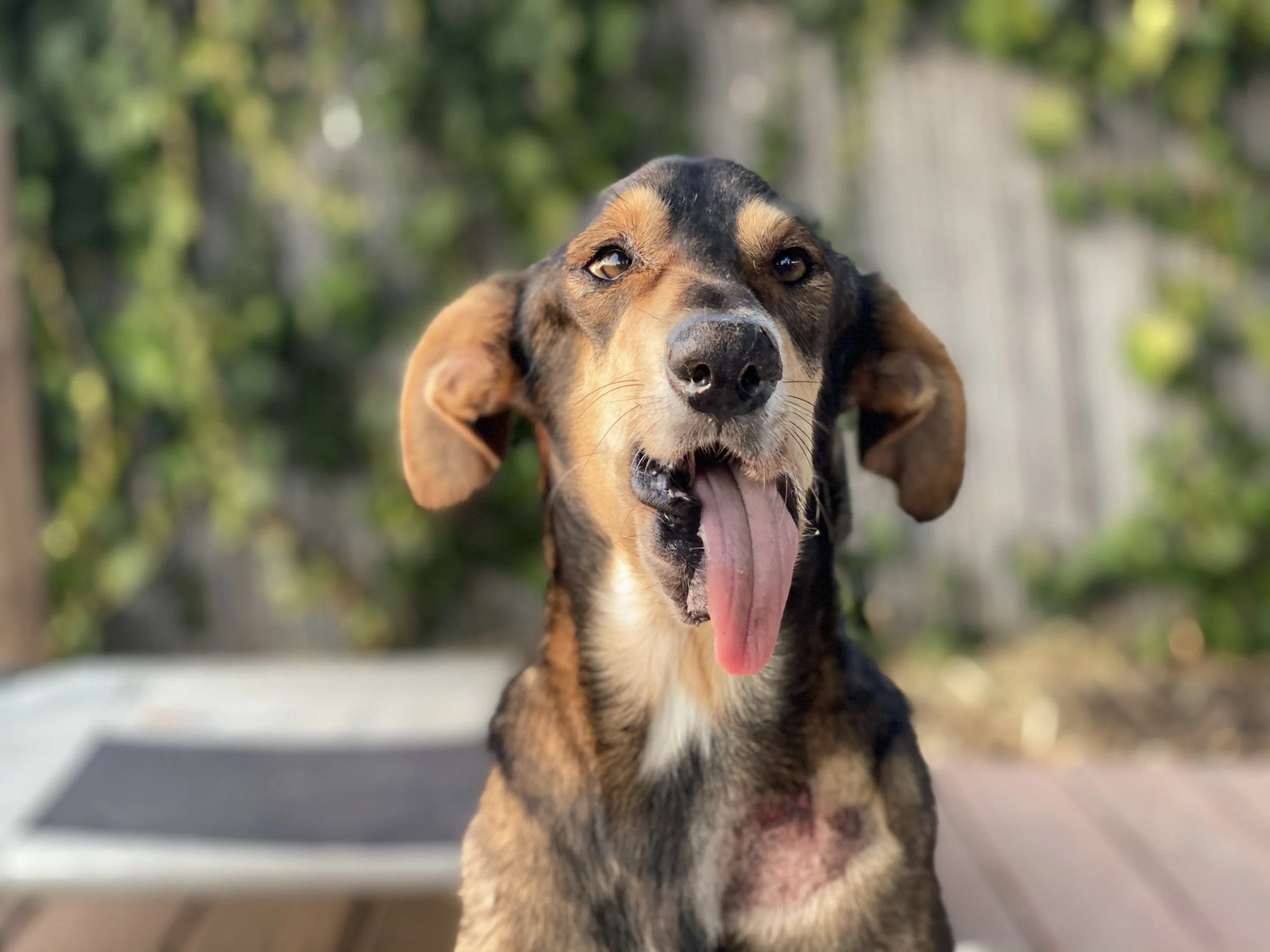 A dog with brown, black, and tan fur, sitting outdoors with its mouth open and tongue hanging out, blurred green trees in the background.