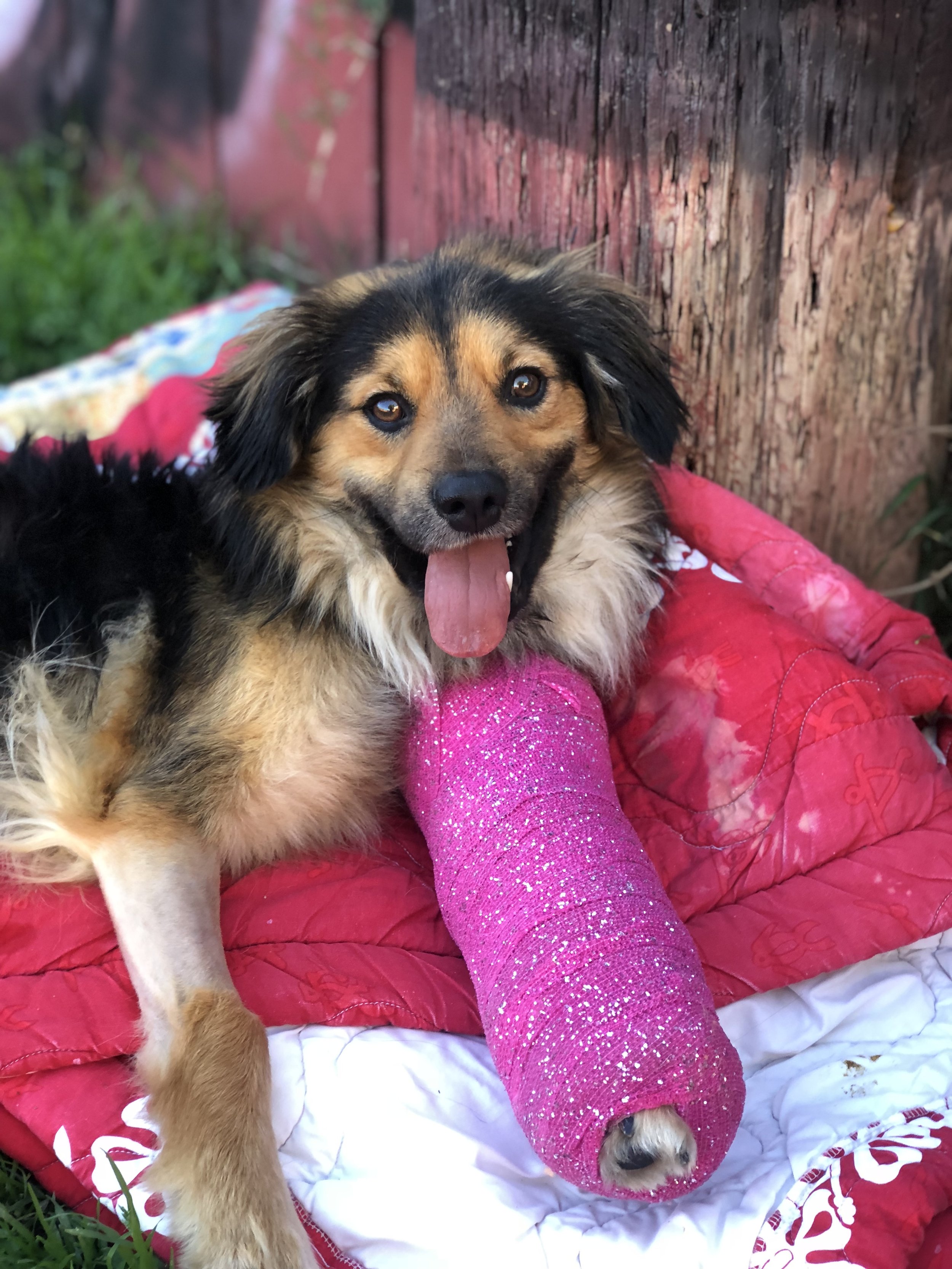 A small dog with black, brown, and white fur lying on a pink quilted blanket, with part of a person’s pink sparkling sleeve visible.