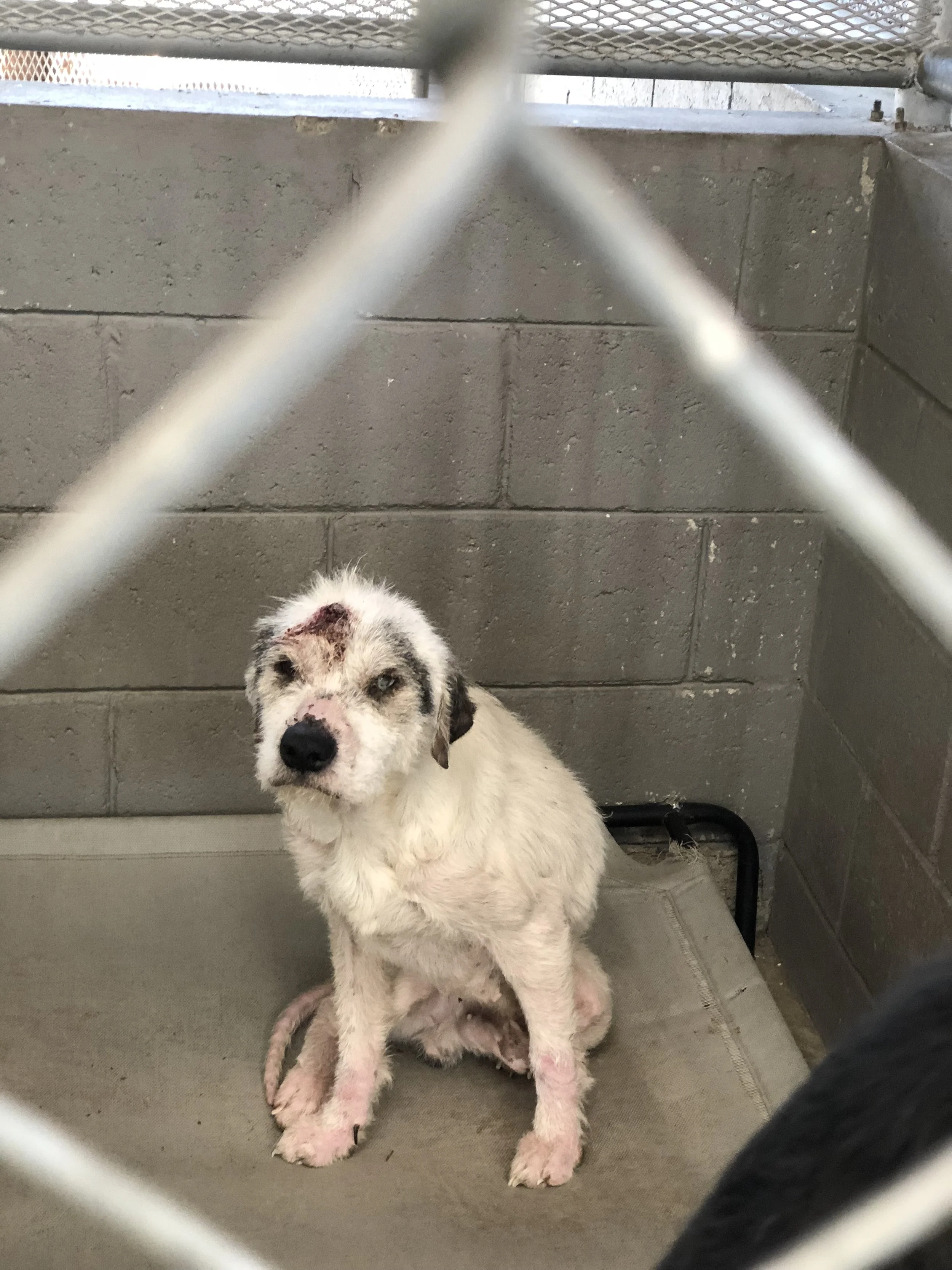 A puppy sitting on the floor behind a chain-link fence, with one eye patch and a wound on its head.