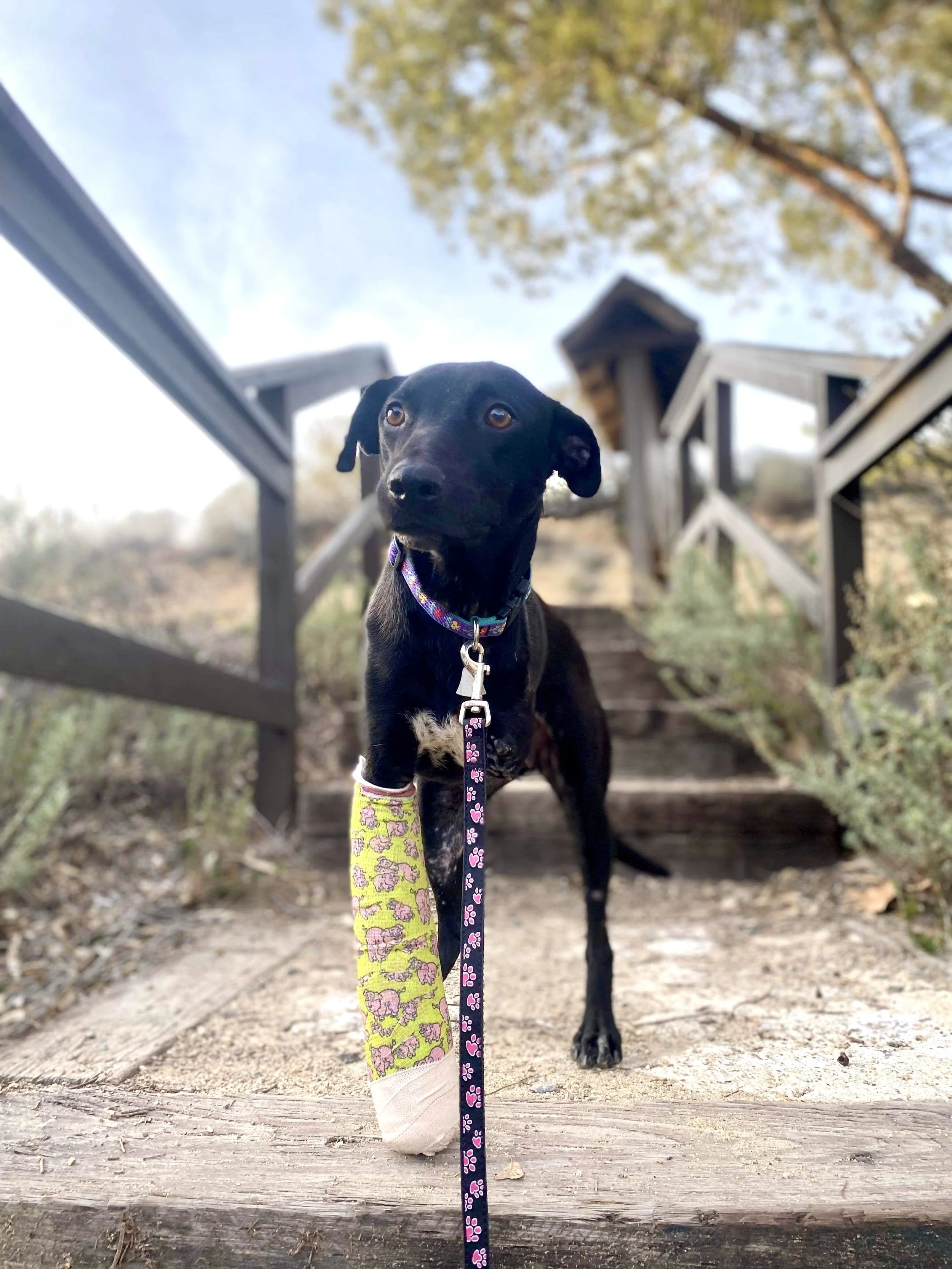 A black dog with a white chest and brown eyes, wearing colorful socks on one front paw, stands on a wooden bridge outdoors with trees and a staircase in the background on a clear day.