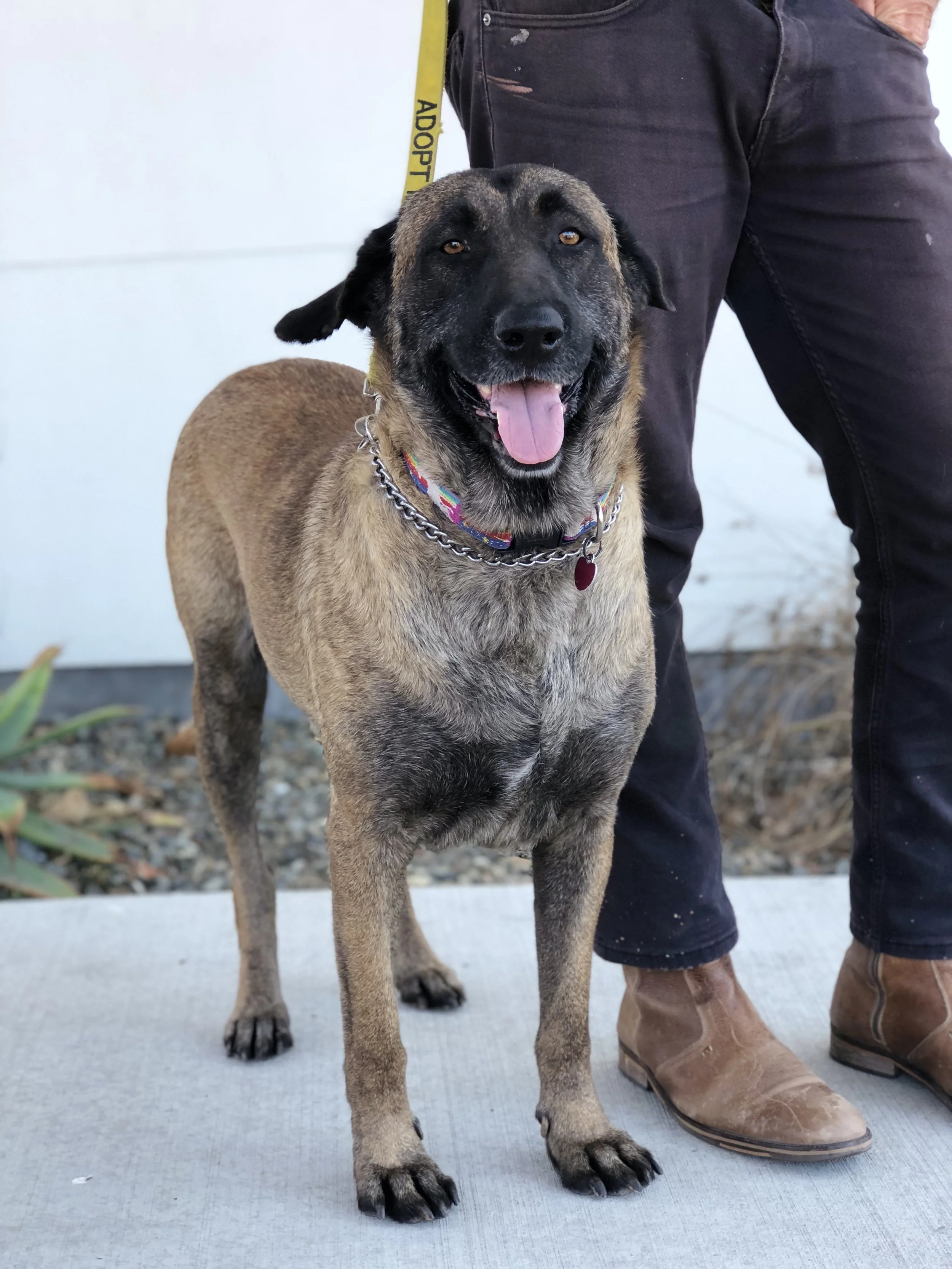 A happy mixed-breed dog with a black and brown coat, wearing a colorful collar and standing on a concrete surface. An owner in black pants and brown boots stands next to the dog.