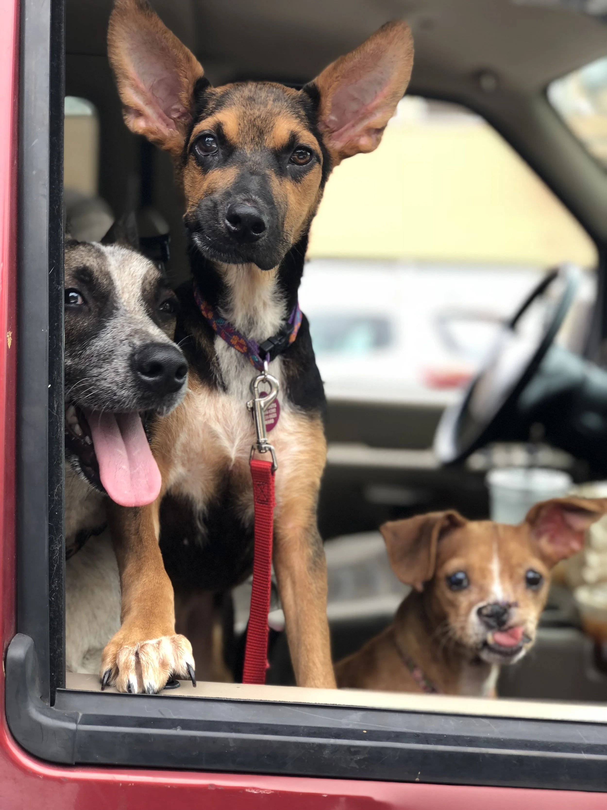 Three dogs looking out of the open rear window of a vehicle, with two puppies in the front and another dog visible in the background.