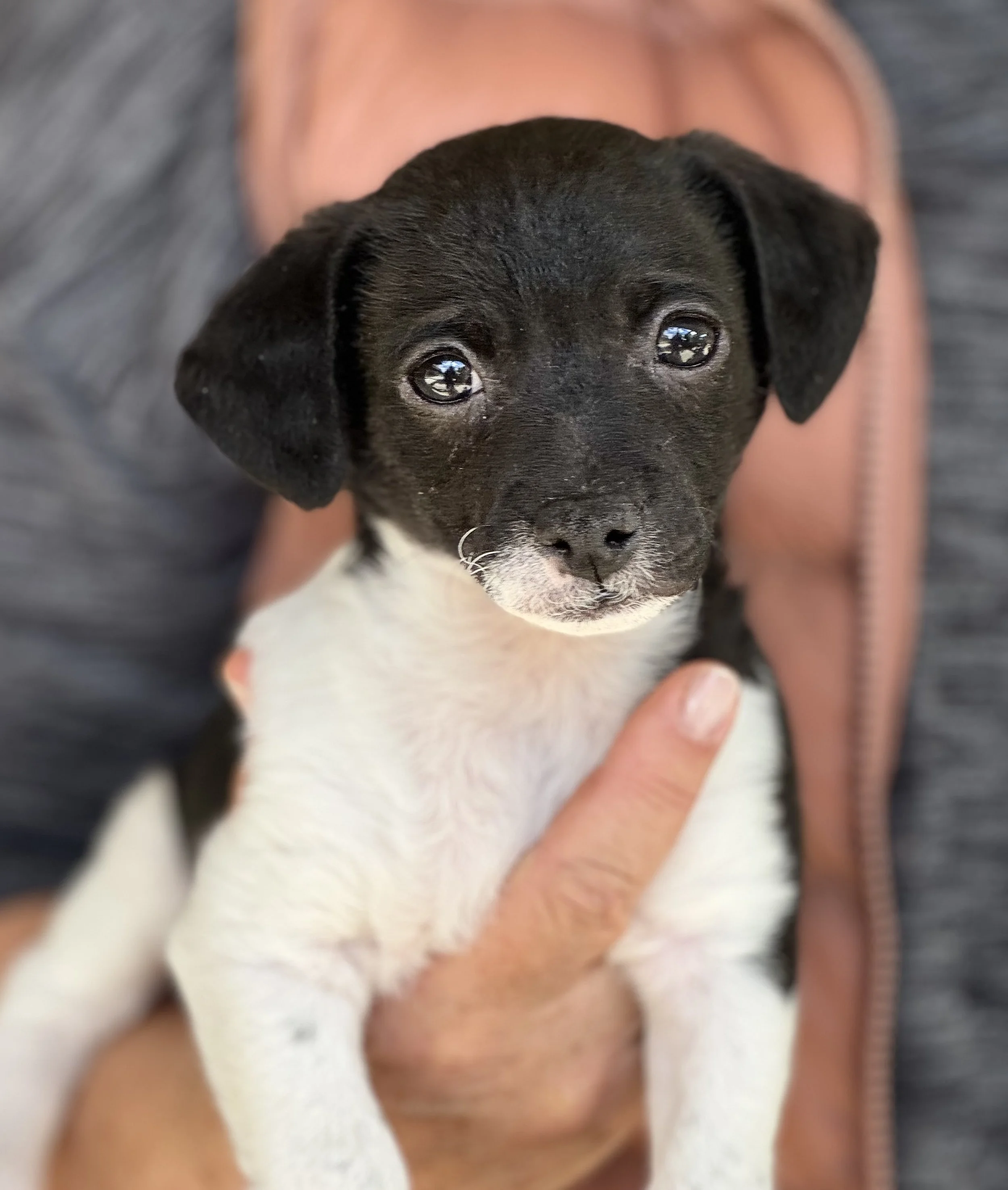 Close-up of a black puppy with a white fur patch on its chest, looking directly into the camera with big, shiny eyes, being held by a person's hand.