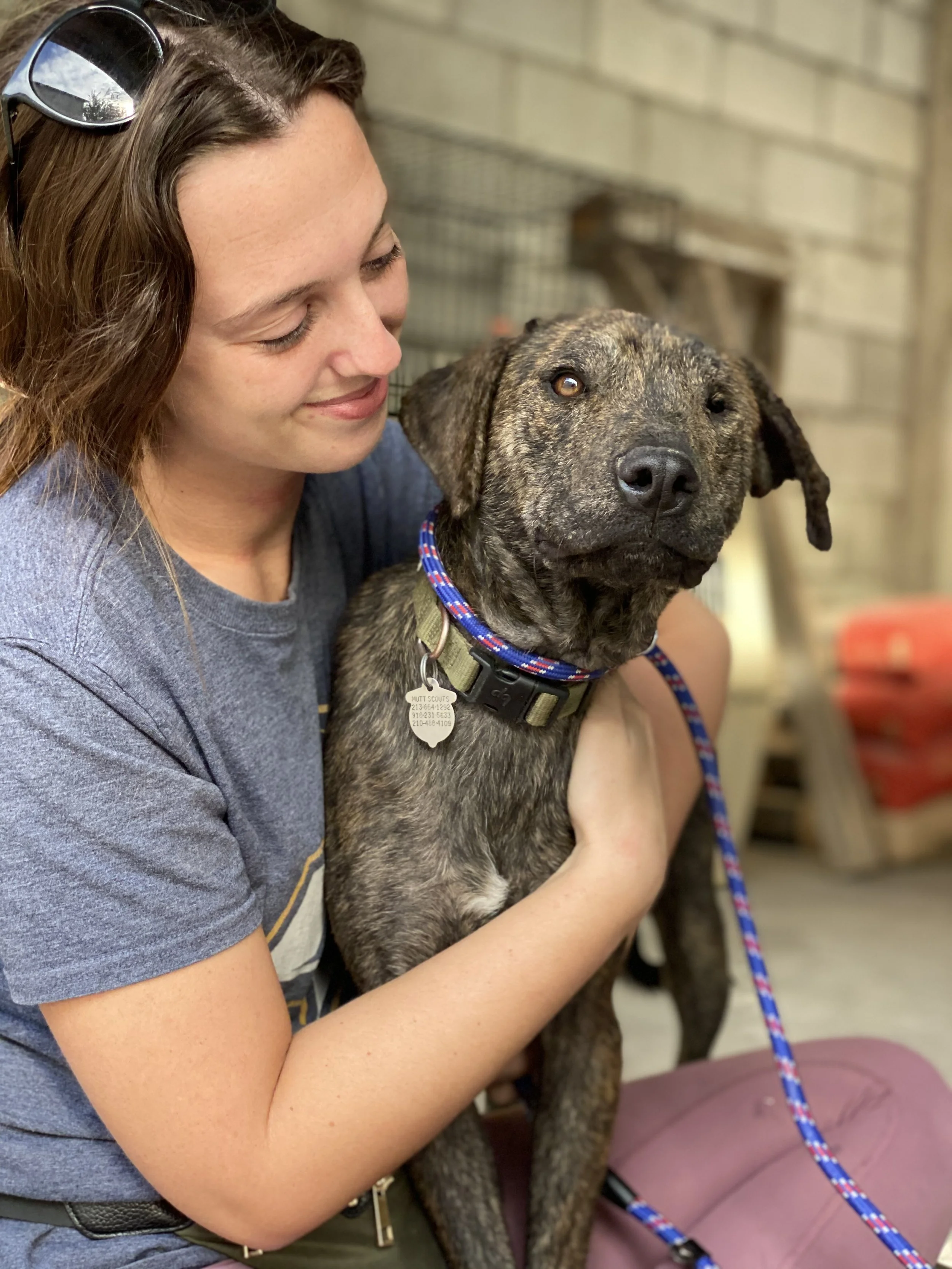 A woman with brown hair wearing sunglasses on her head, smiling while holding a brindle-colored dog with a colorful leash and collar.
