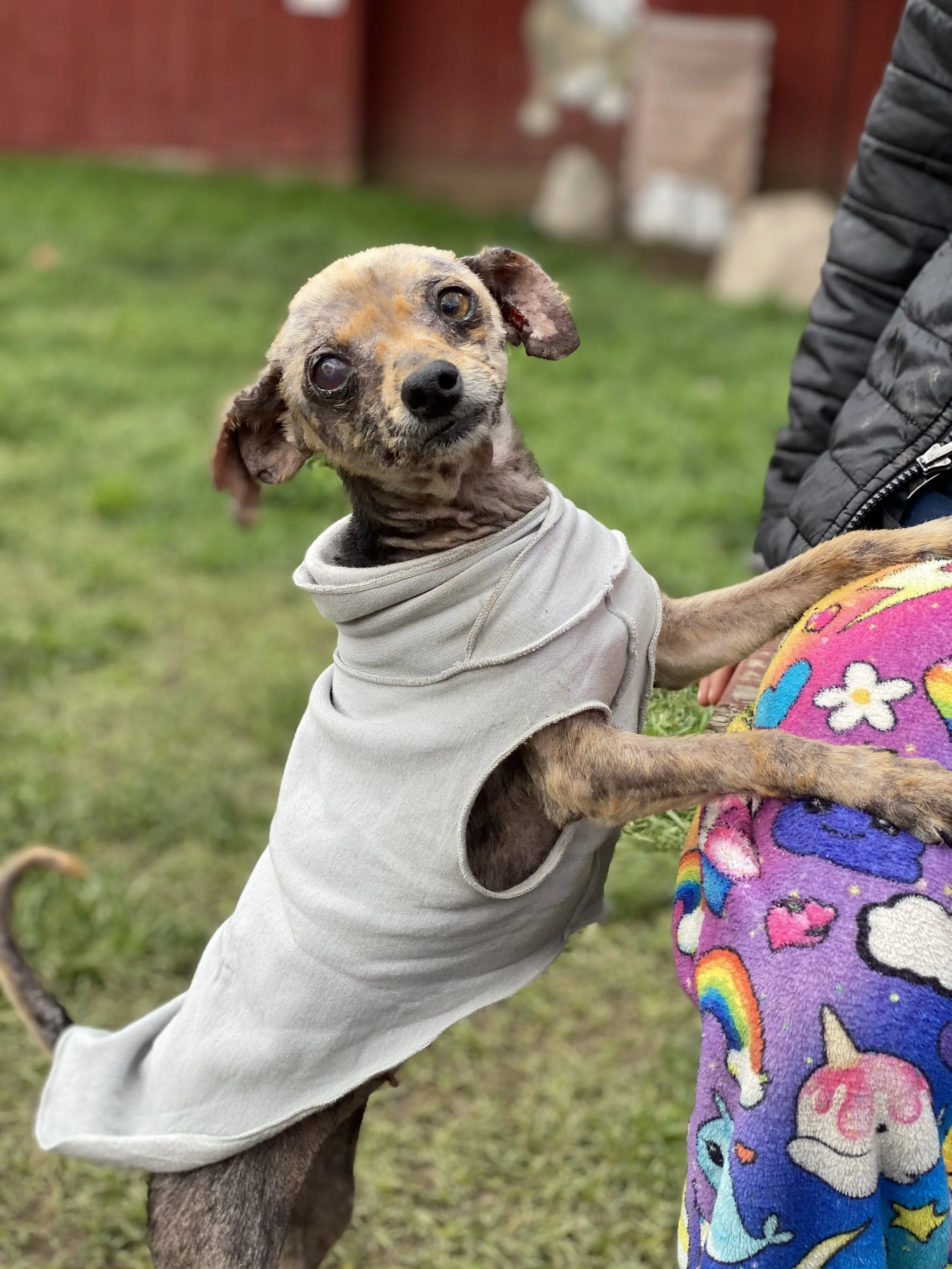 A small, injured dog with a shaved face, wearing a light-colored shirt, holding onto a person's leg in a grassy outdoor area.