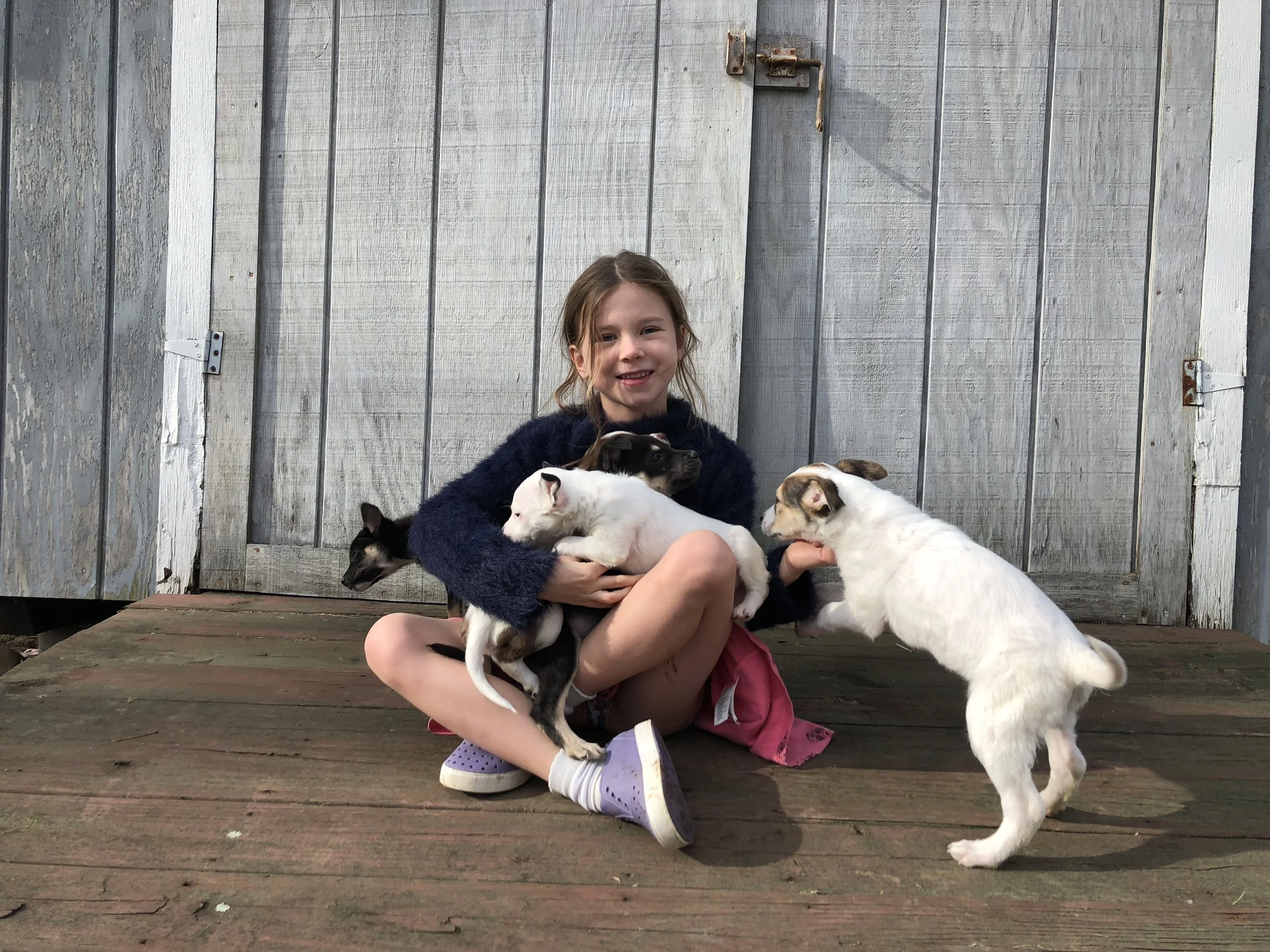 A young girl sitting on a wooden porch, holding and surrounded by several small puppies of various breeds, with a weathered wooden door in the background.