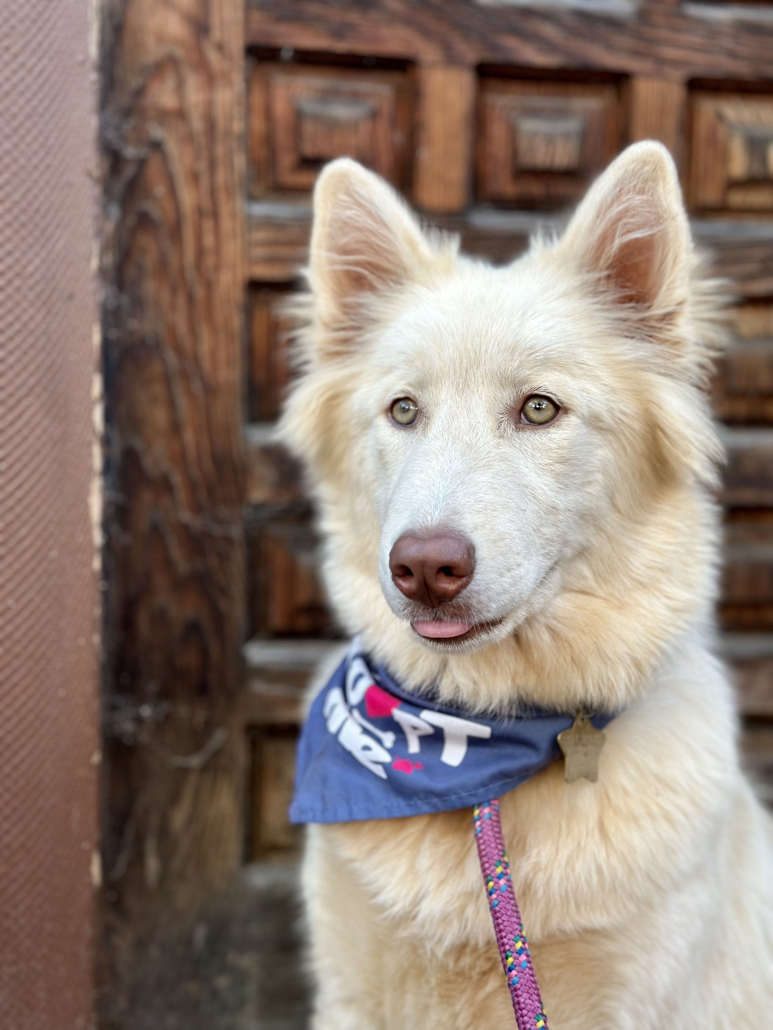 A light-colored dog, possibly a husky or similar breed, wearing a blue bandana and pink woven leash, looks directly at the camera. The background shows a wooden chair or outdoor furniture.