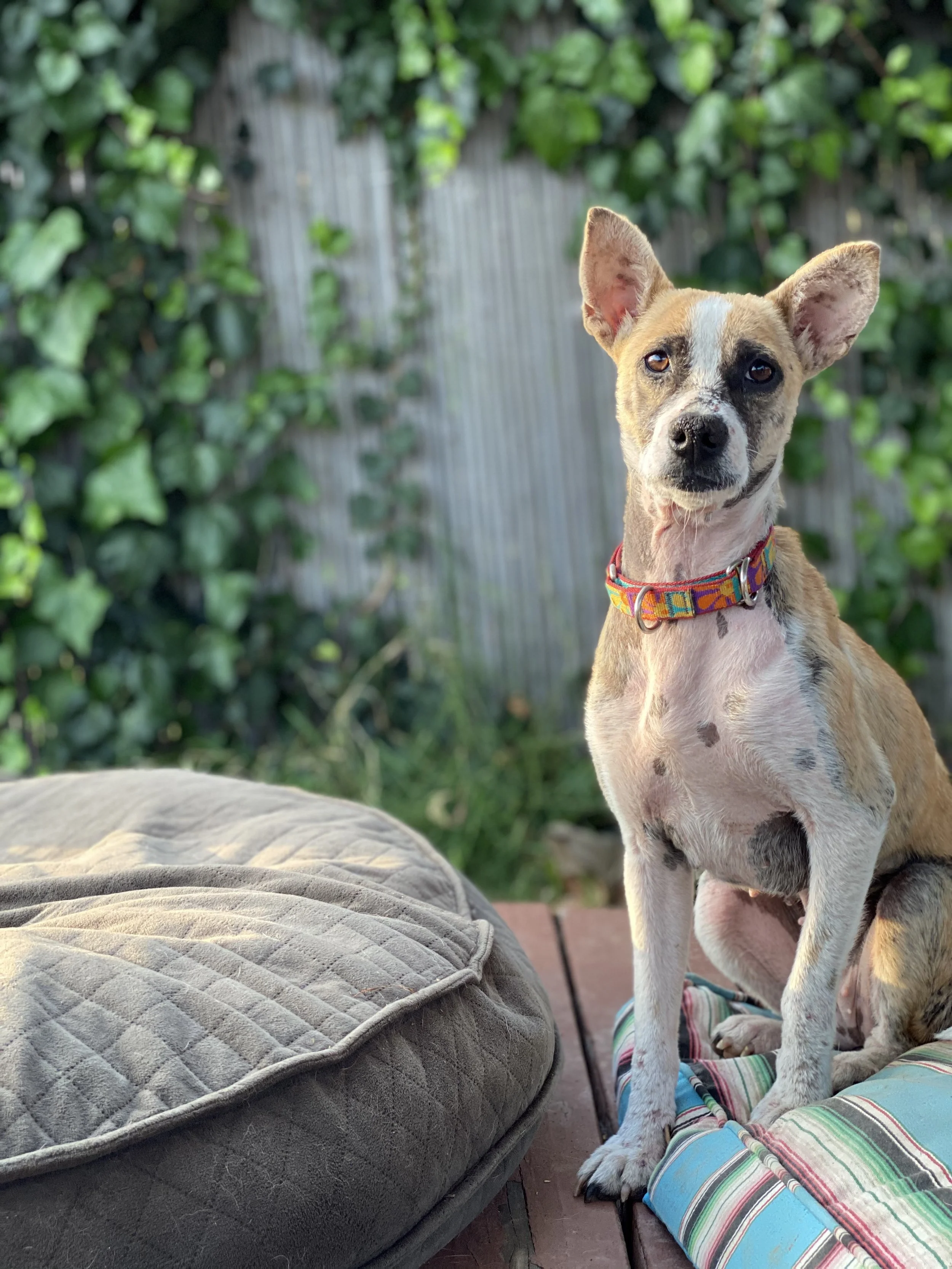 A mixed breed dog with large ears, a colorful collar, and a black spot around one eye, sitting on a striped outdoor cushion near a padded gray cushion, with green foliage and a wooden fence in the background.