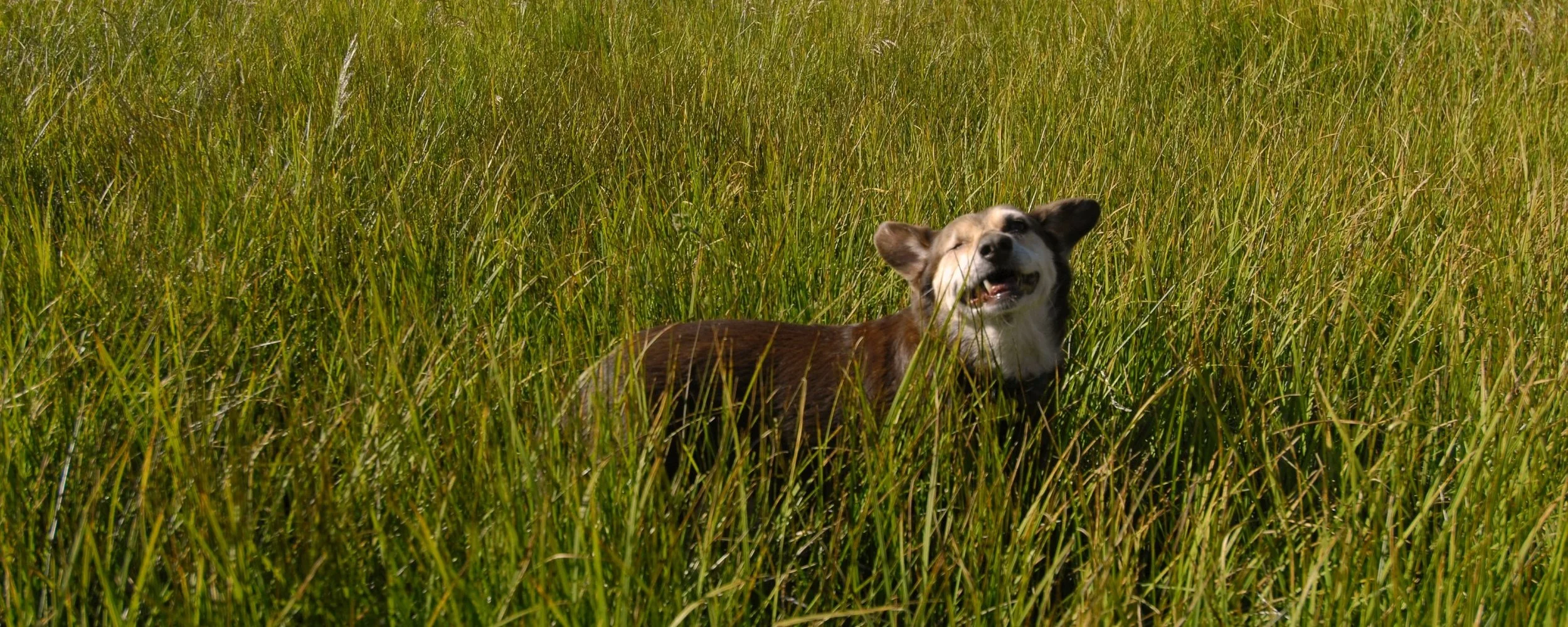 A smiling dog standing in tall green grass on a sunny day.