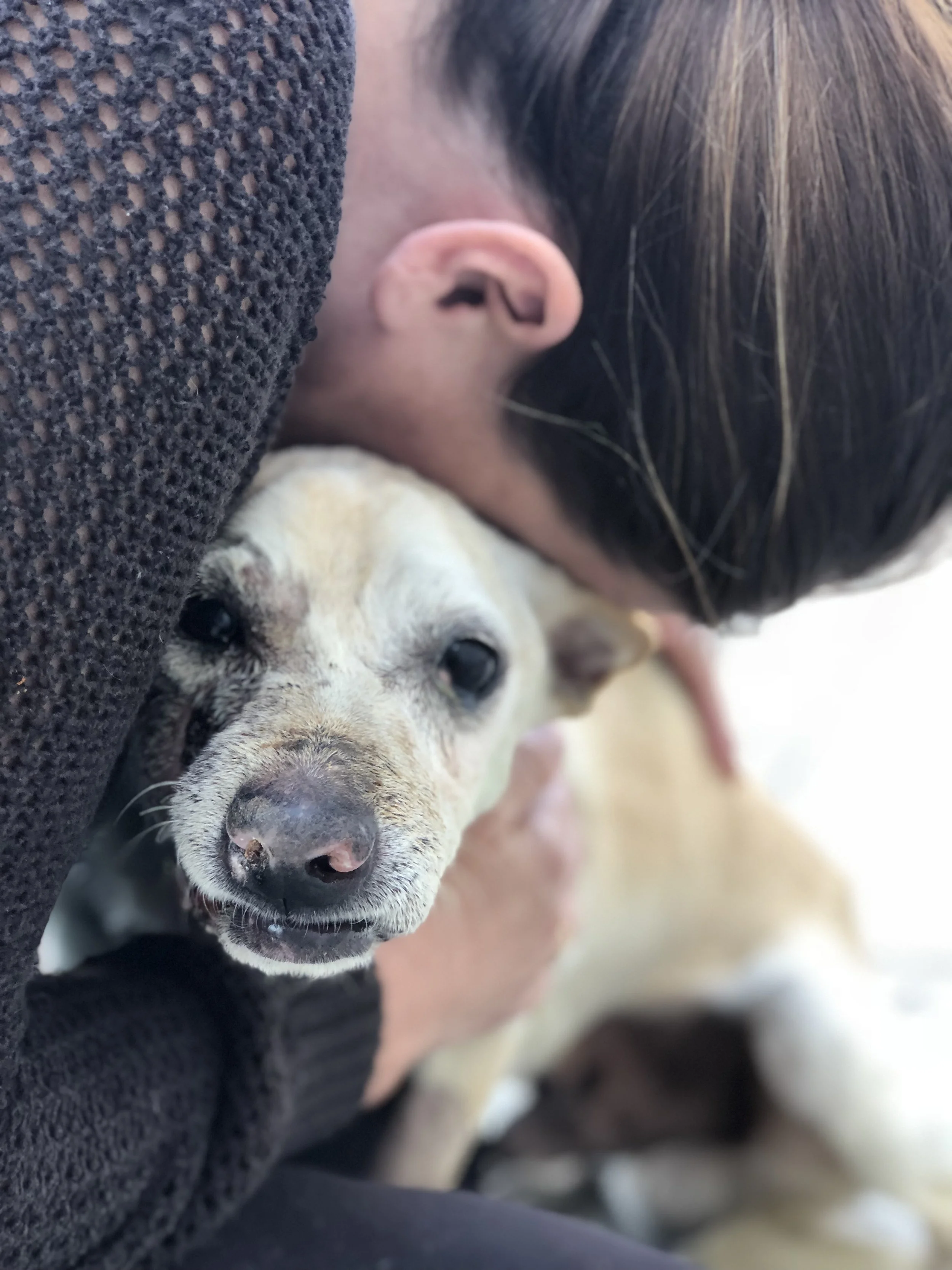 A person with short hair and a dark sweater cuddling a smiling dog with white and tan fur.