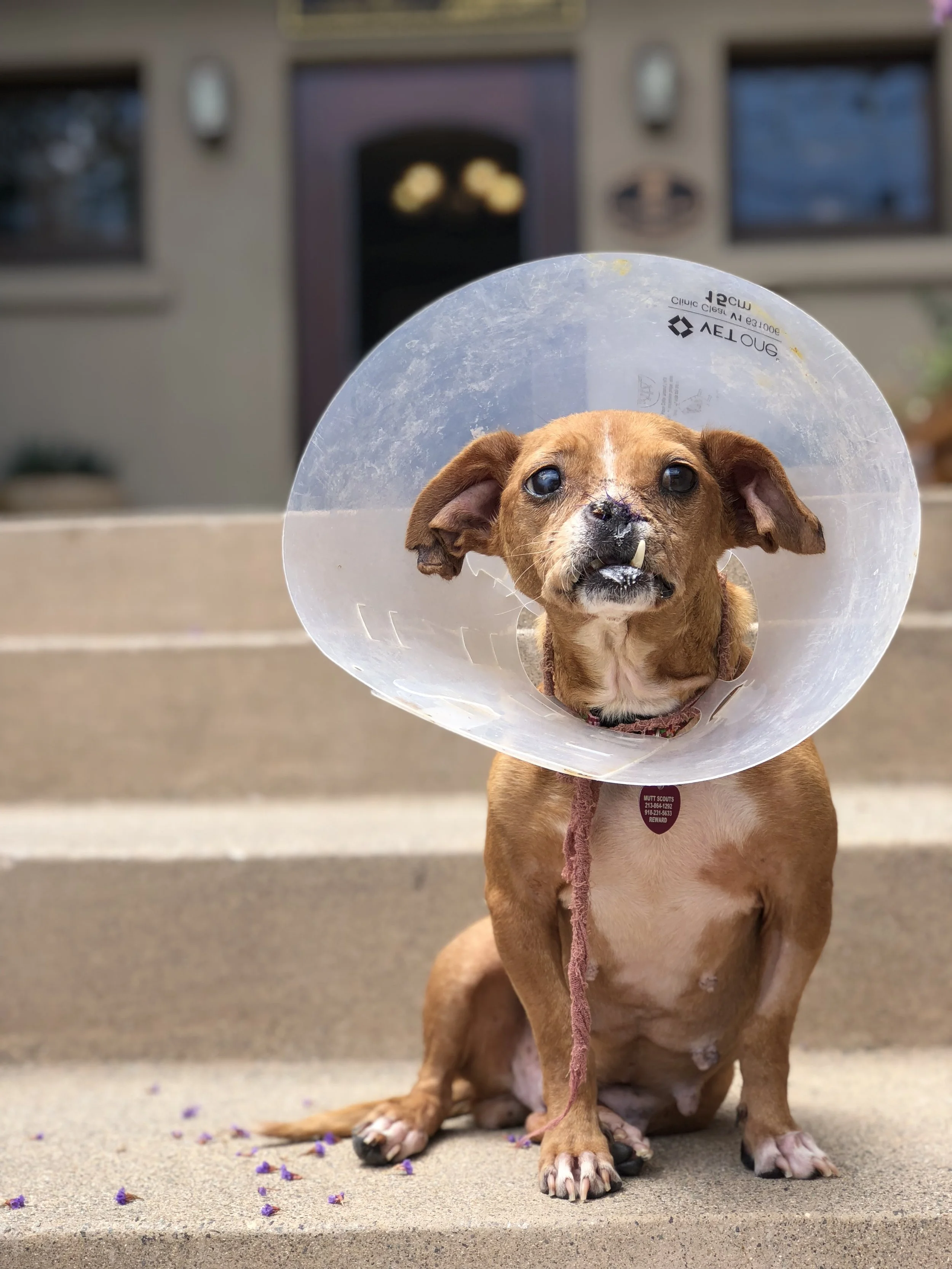 A small brown dog with a scruffy face and big eyes, wearing a plastic cone around its neck, sitting on concrete steps with purple flower petals scattered around. The background shows a house with windows and a door.