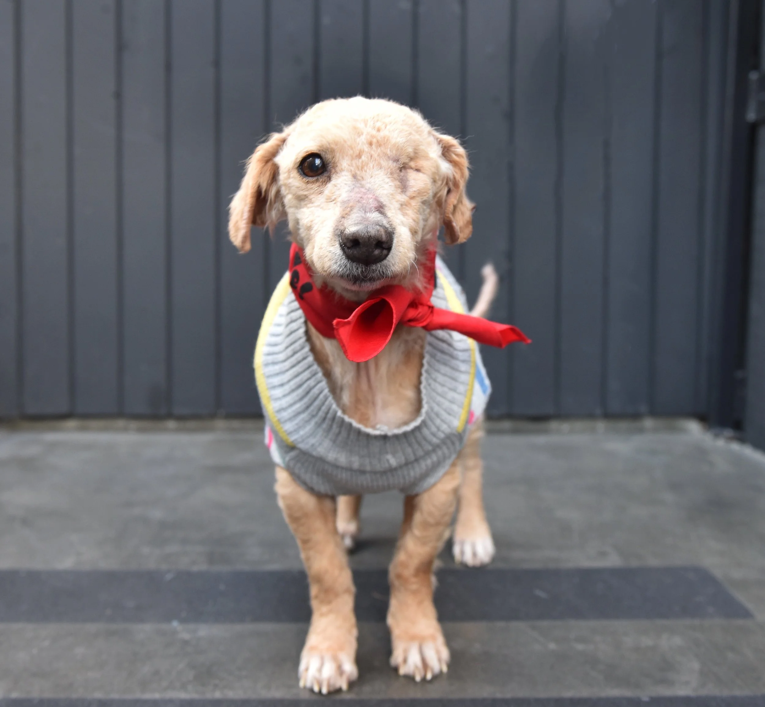 Cute dog with one eye winking, wearing a red bandana and a gray sweater, standing on a black surface with a dark background.