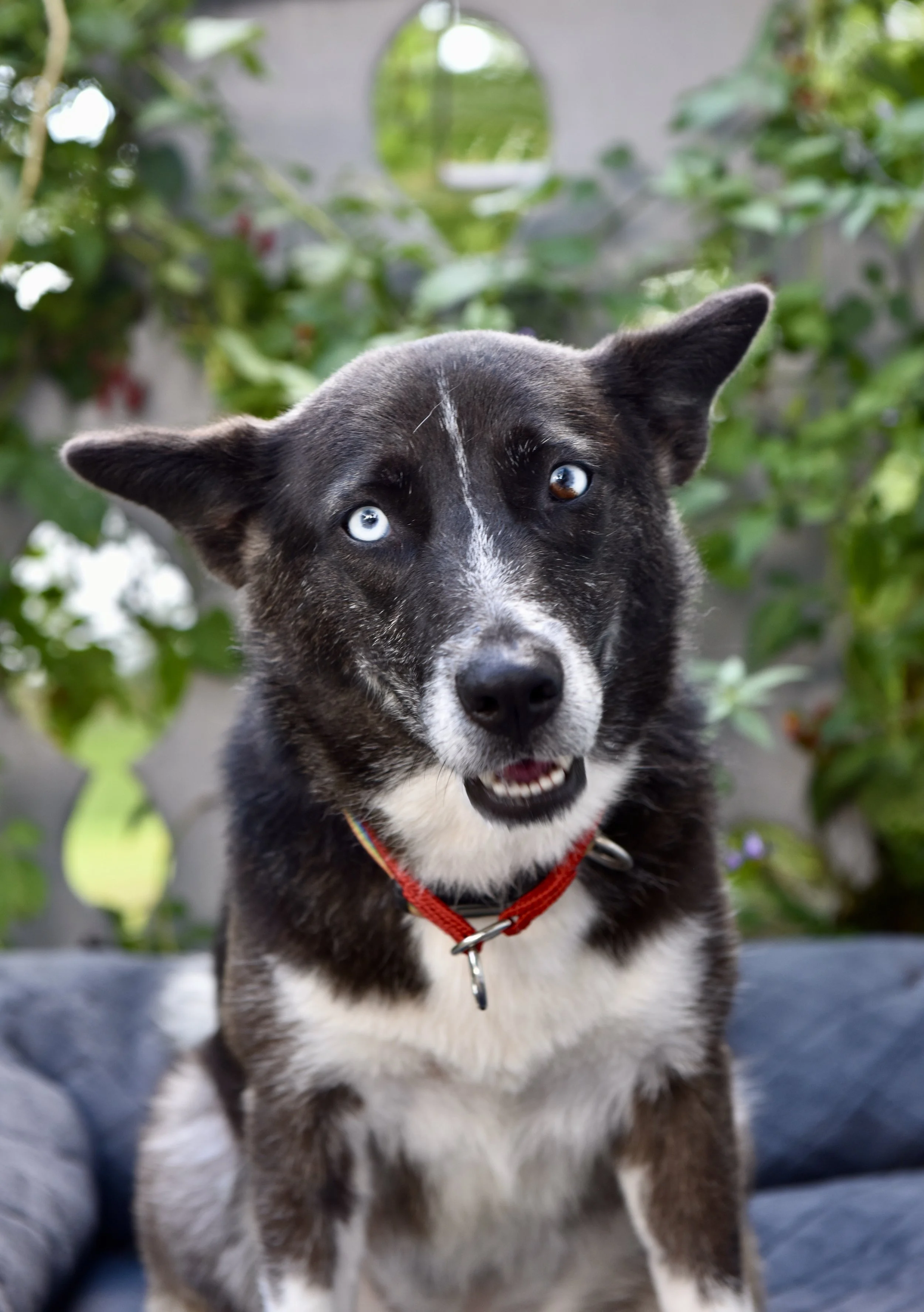 A husky dog with blue eyes and black and white fur, wearing a red collar, sitting outdoors with green foliage in the background.