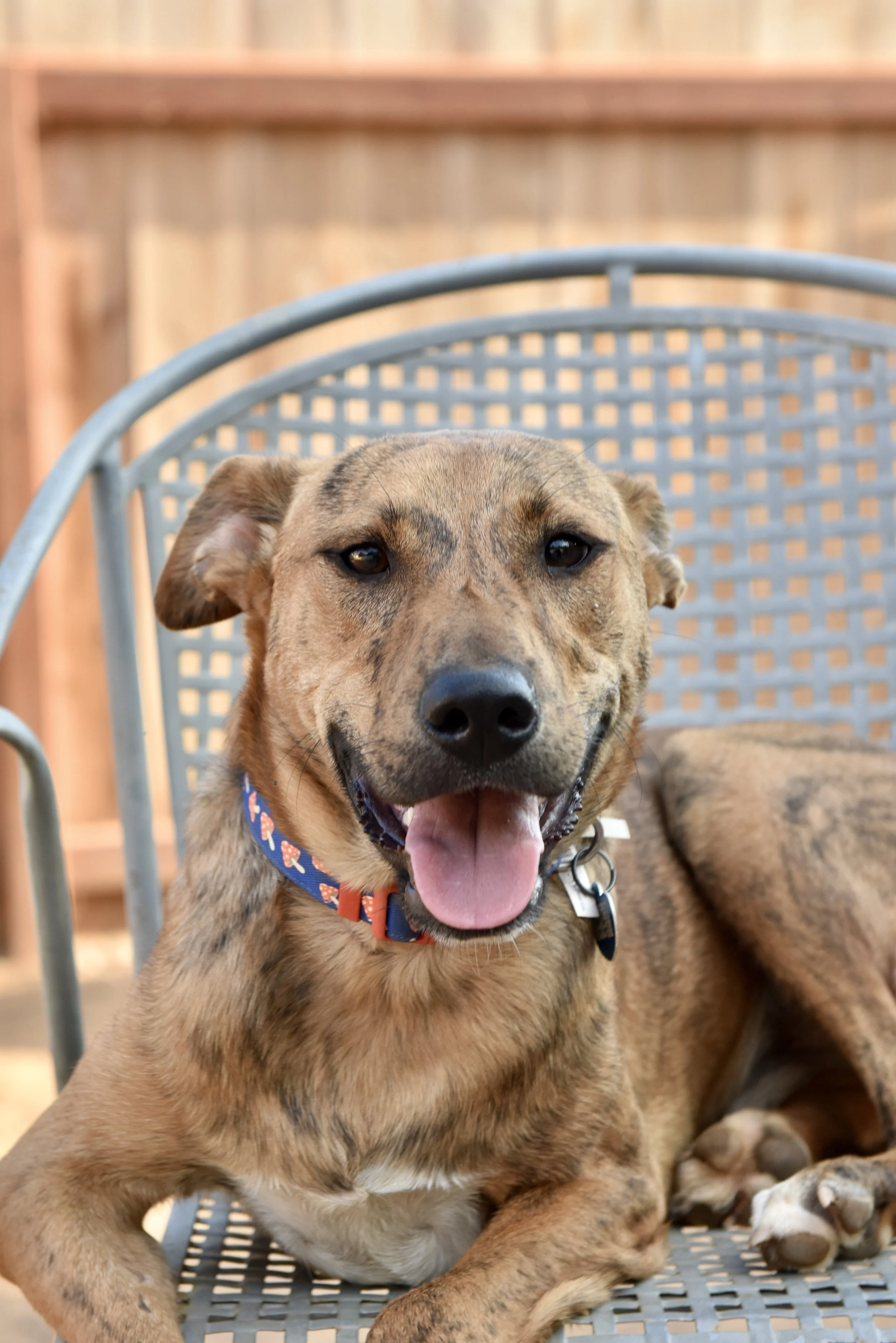 A happy dog with a tan and black brindle coat, sitting on a metal outdoor chair, wearing a blue collar with red and white patterns, tongue out, in front of a wooden fence.